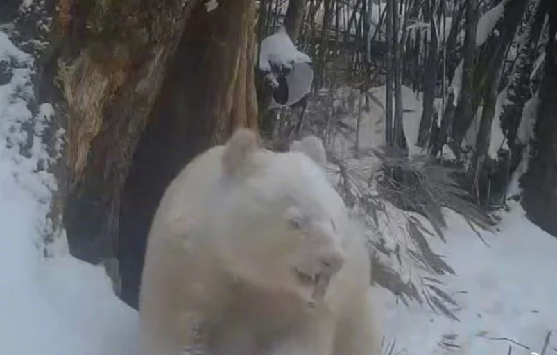 Esta es la segunda vez que las cámaras toman una imagen de este raro panda