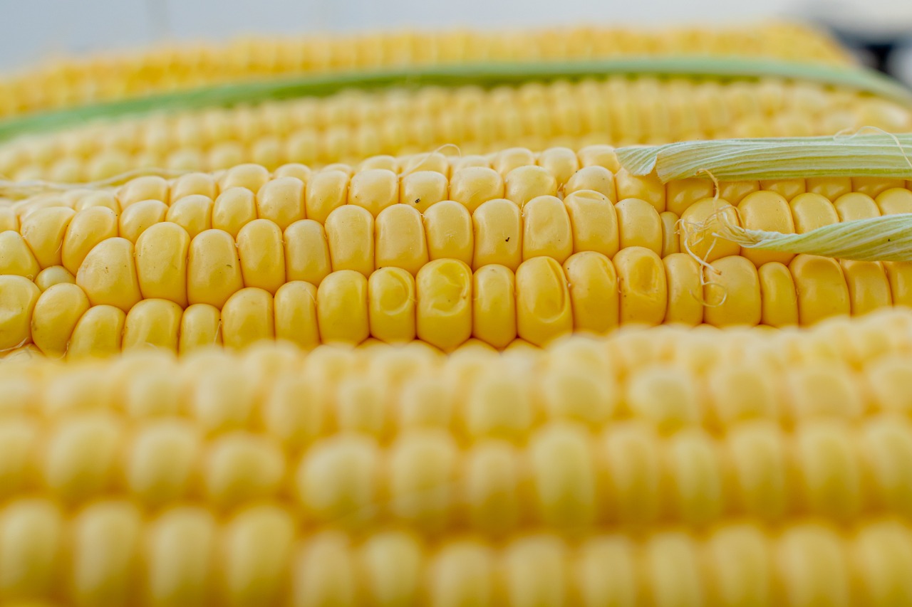 Canadá pidió consultas con México por la prohibición de maíz transgénico