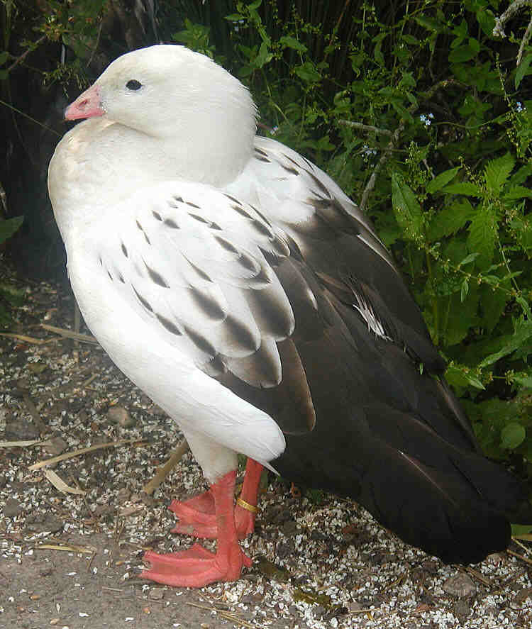 Ejemplares de gansos andinos fueron afectados por gripe aviar en Laguna de Pozuelos, en Jujuy, Argentina/
Crédito Arpingstone (Creative Commons/Wikipedia)