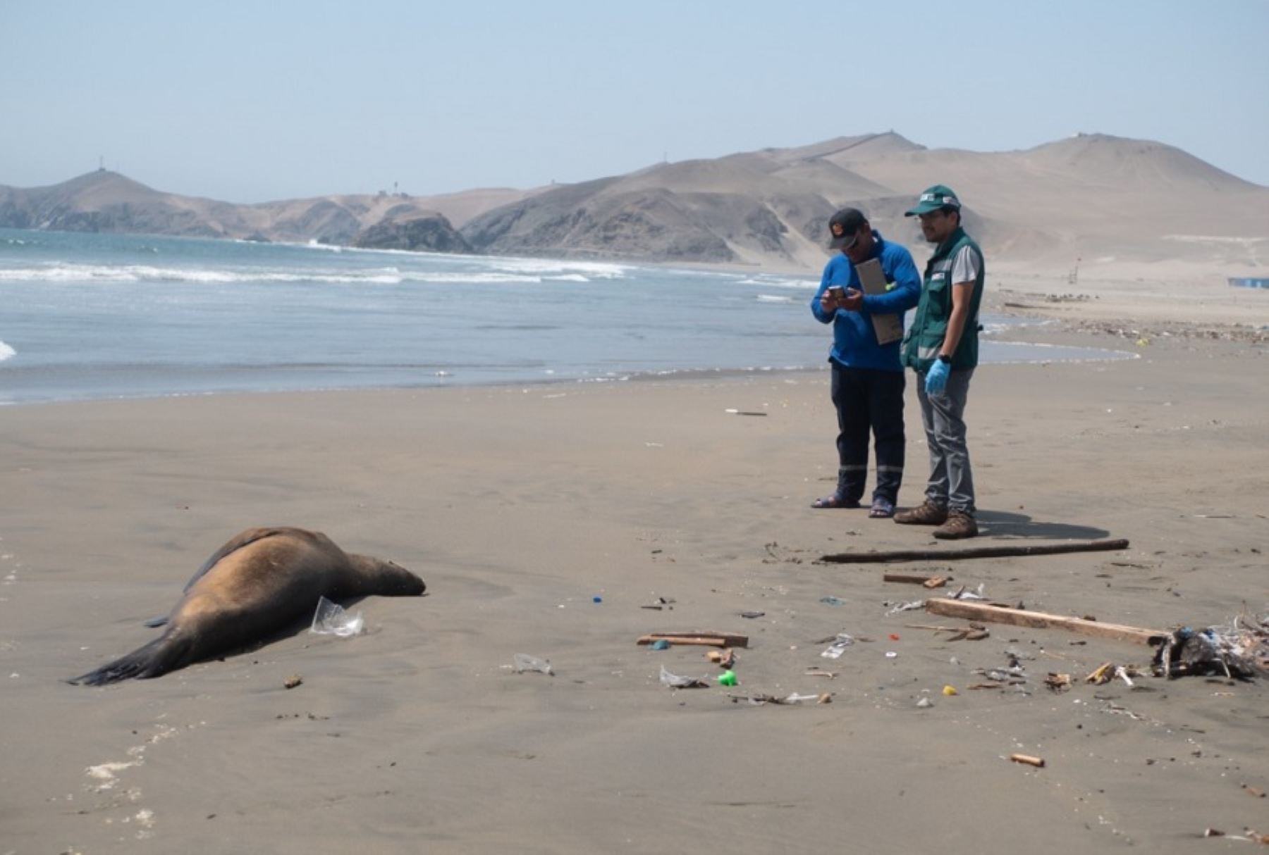En Perú se detectaron tres lobos marinos y un delfín con gripe aviar/Archivo
