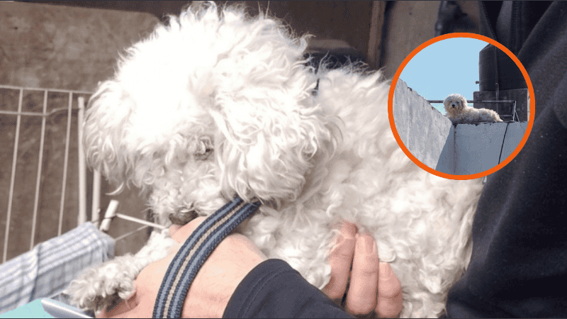 Rescataron a un caniche abandonado en la terraza de una casa en Rosario y buscan una familia que lo adopte 