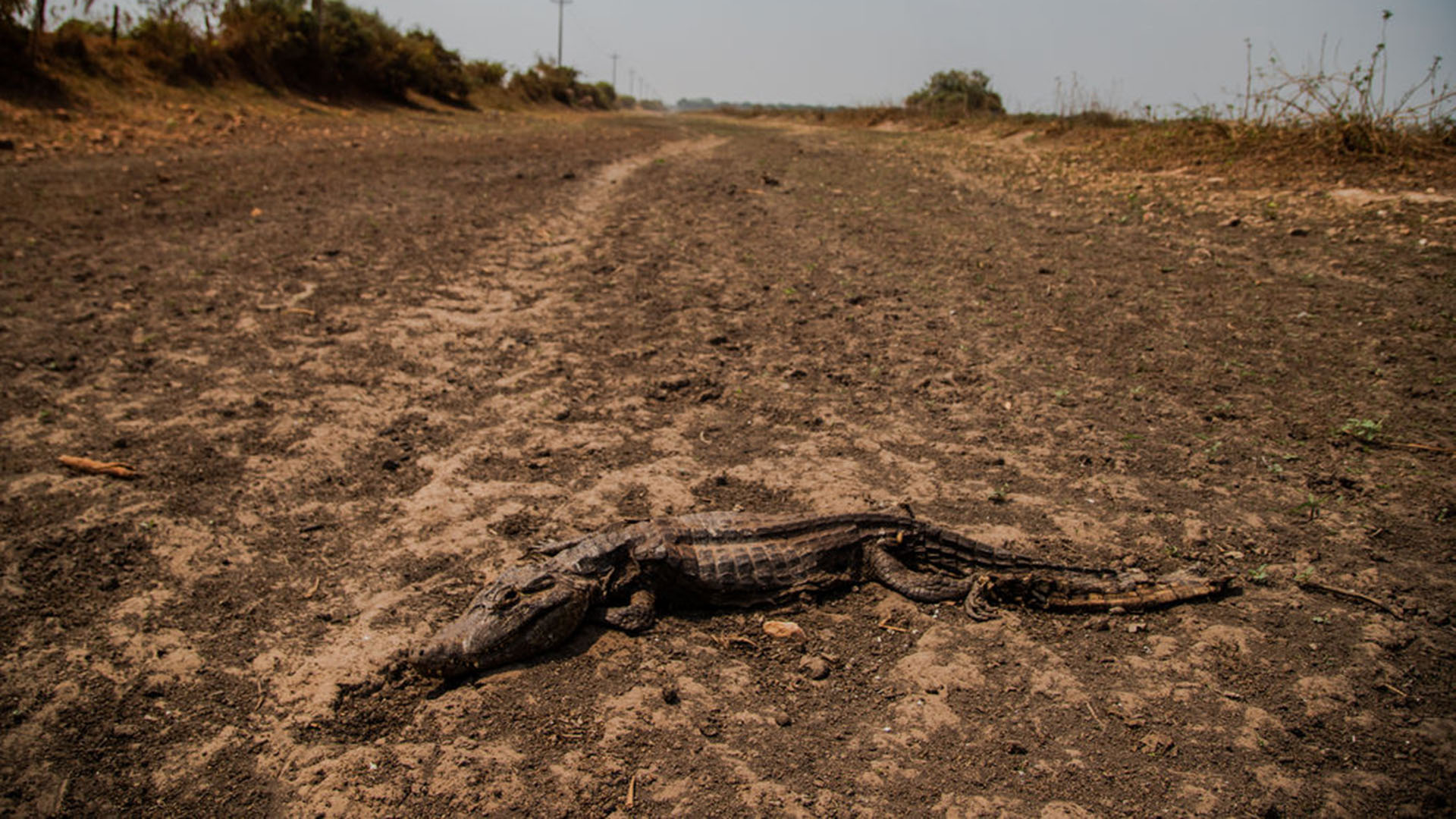 Un caimán muerto en una zona pantanosa seca que se quemó en los incendios, en el estado de Mato Grosso, Brasil (Maria Magdalena Arrellaga/The New York Times)