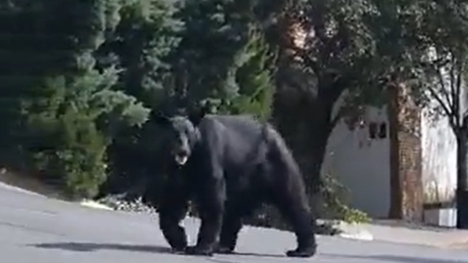 Captaron a otro oso negro en casas de Nuevo León; por qué son tan  frecuentes los encuentros - Infobae