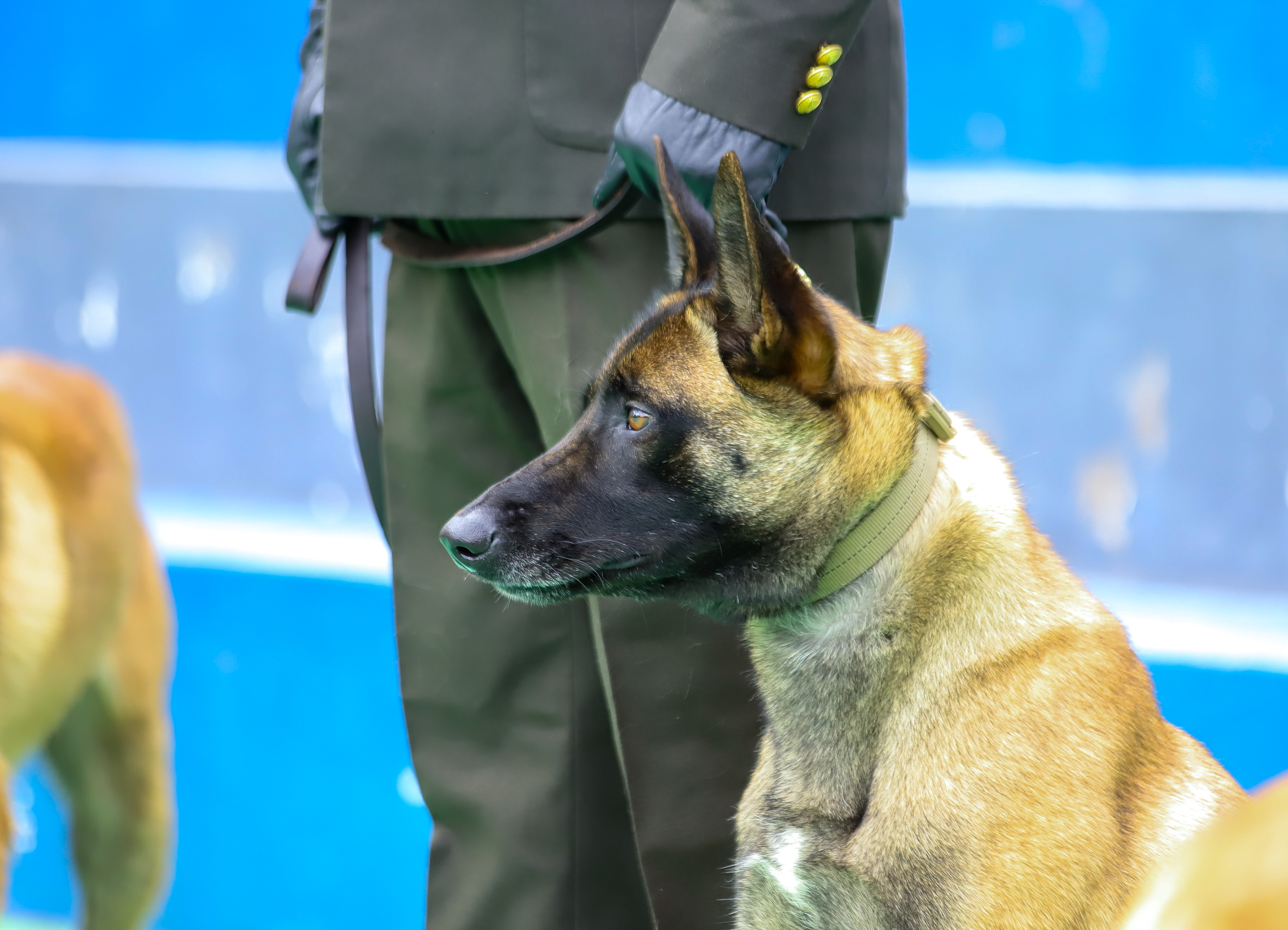 Francia donó a Ecuador cuatro perros para la detección de drogas 