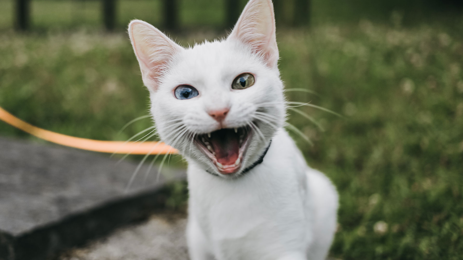 El efecto casi hipnótico que ejerce sobre los gatos, esa reacción a la hierba gatera y su casi adicción compulsiva podría ser explicada evolutivamente por el efecto repelente de insectos (Gettyimages)