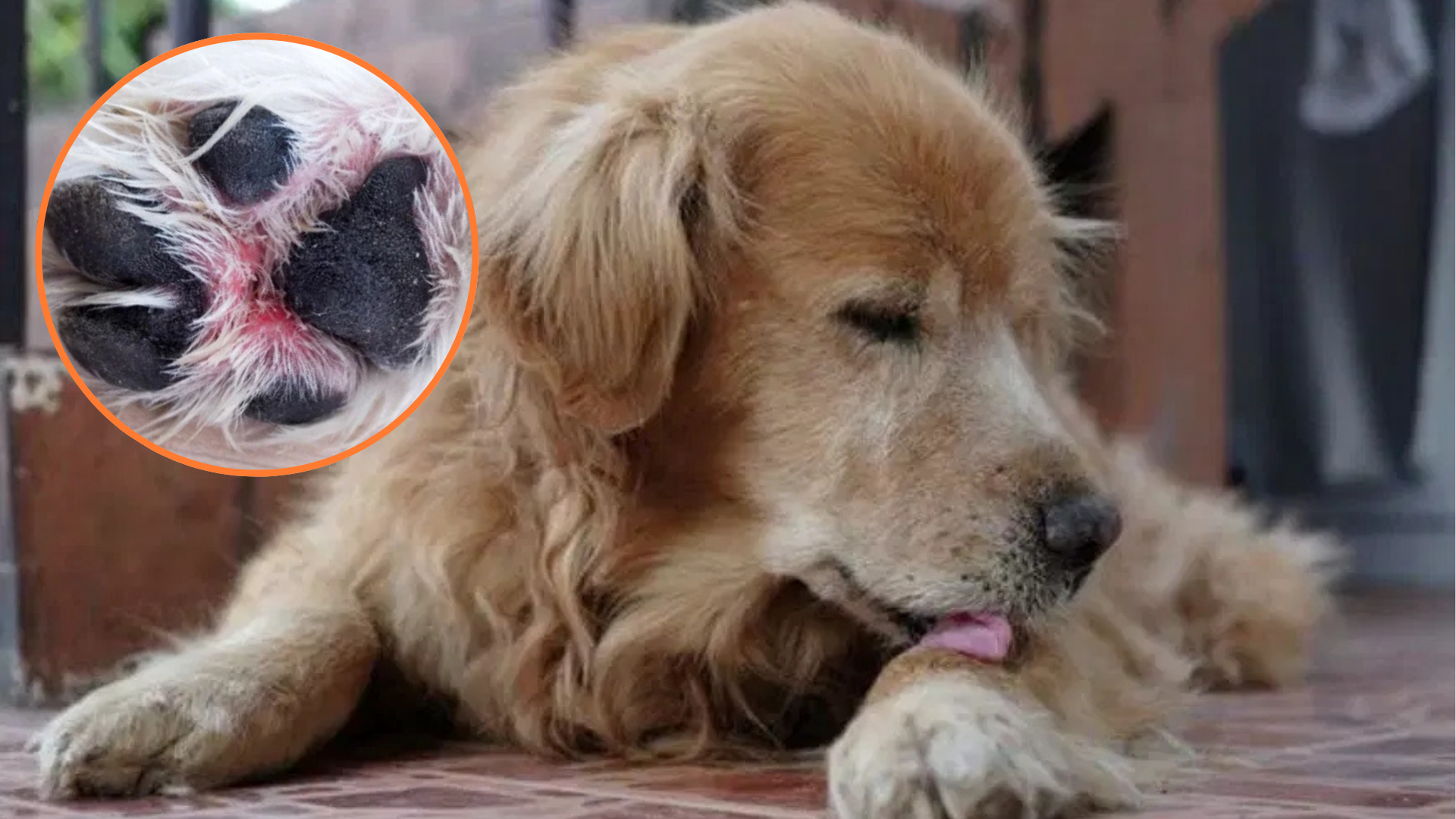 ¿Por qué los perros se lamen mucho sus patas?: conoce las causas más  comunes y los riegos para su salud - Infobae