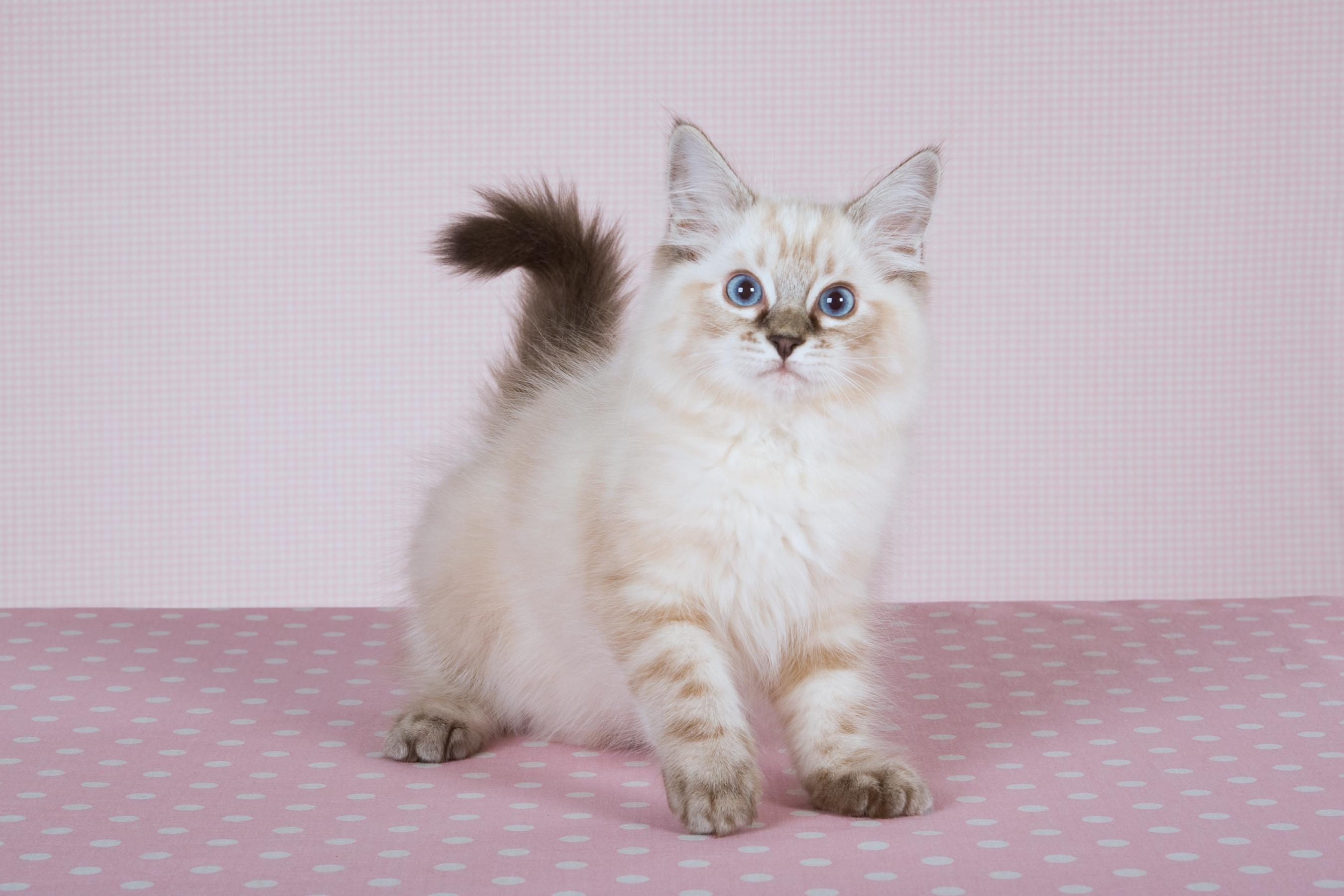 recoger matrimonio Prescribir Cuáles son las 10 razas de gatos más populares - Infobae