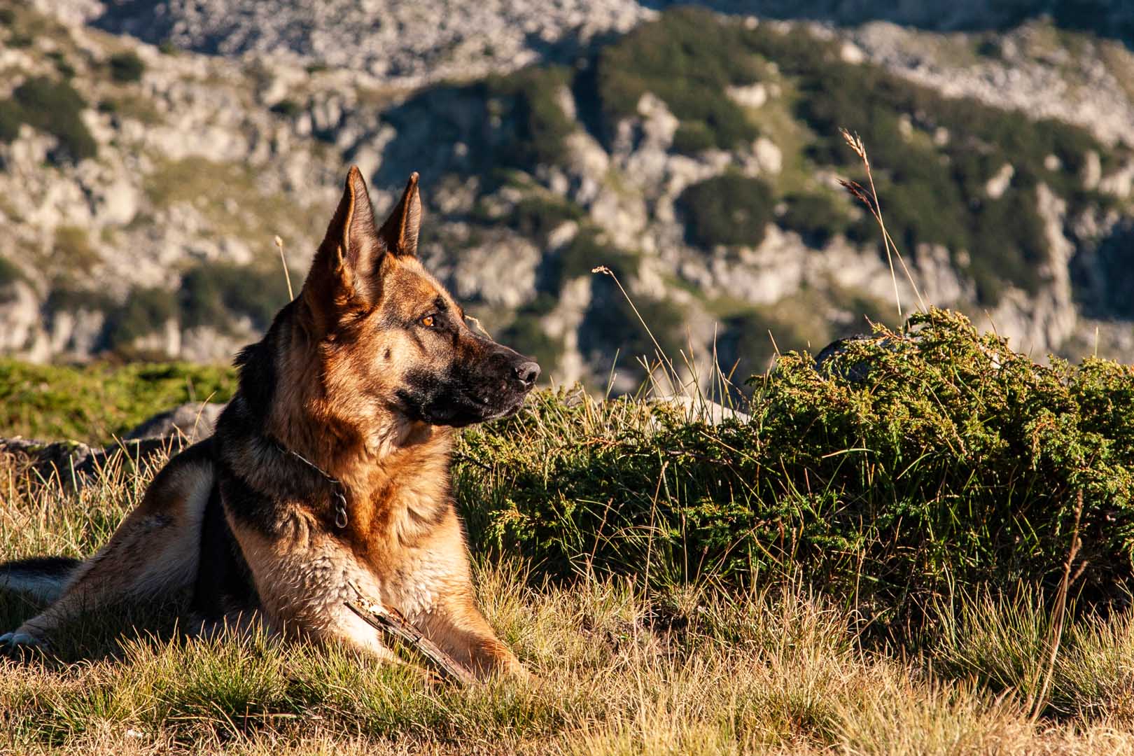 Los perros tienen tres genes adicionales que los lobos no poseen (Foto: Shutterstock)