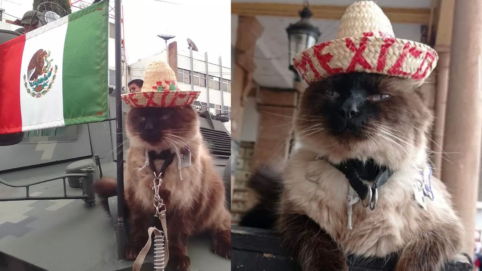 Bodoque, el famoso gato siamés de León, Guanajuato.  (Foto: Instagram @bodoque_gato)