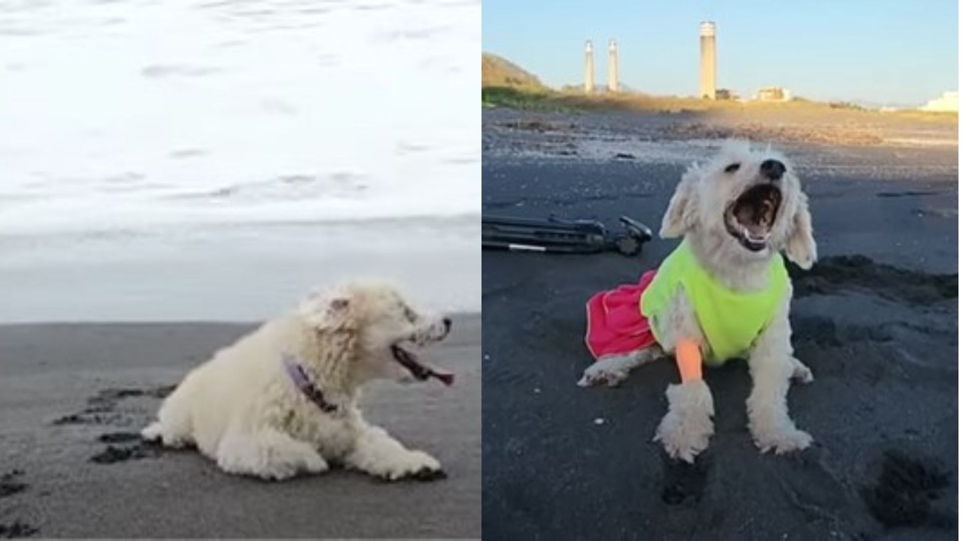 The farewell on the beach of a dog with a terminal illness that moved social networks.  (TikTok: paa,_patitas)