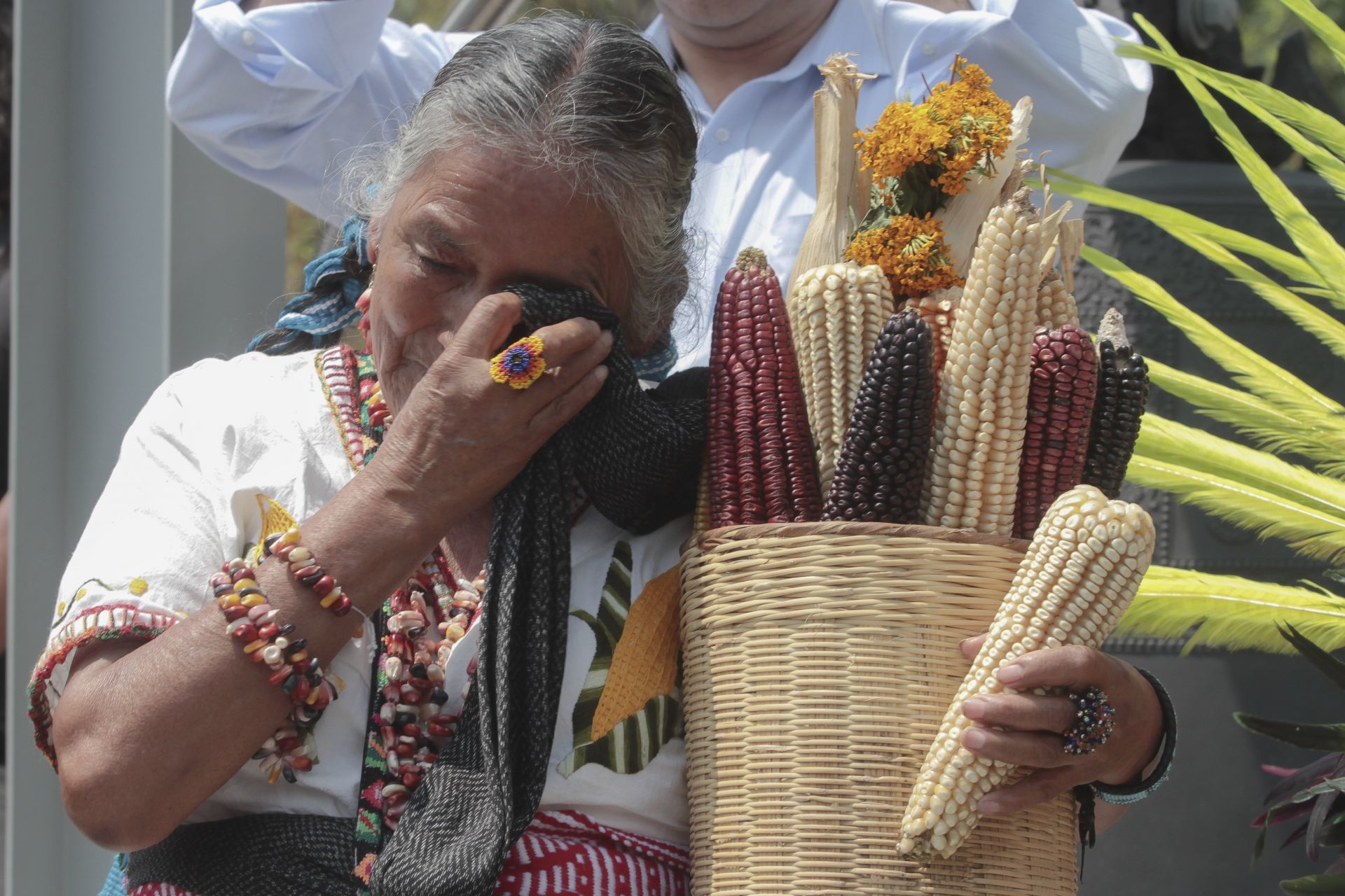Cofepris rechazó por primera vez un permiso de maíz transgénico en México -  Infobae