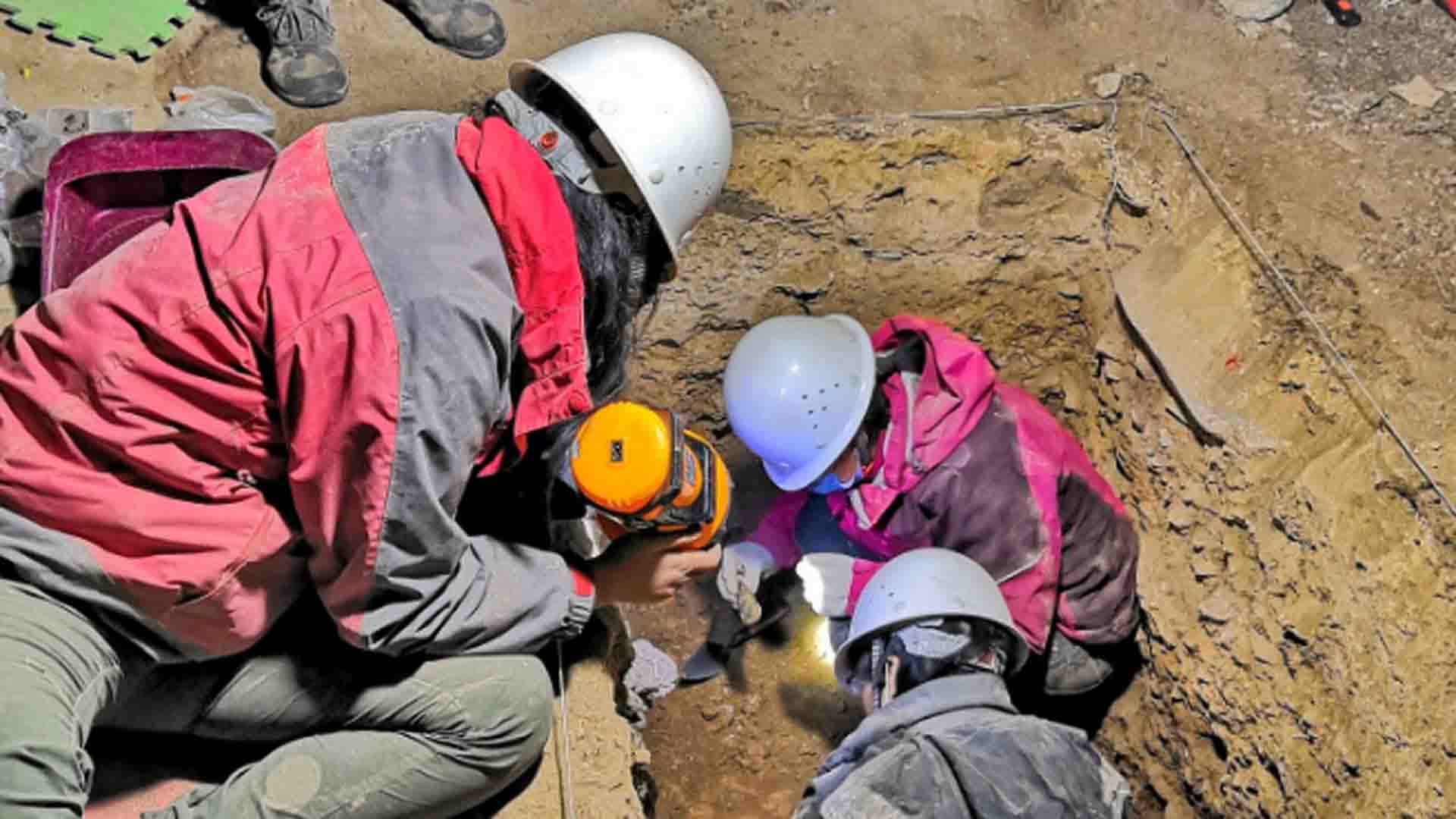 Los paleontólogos hallaron restos fósiles del maxilar de un mastodonte a orillas del río Carcarañá en Santa Fe
