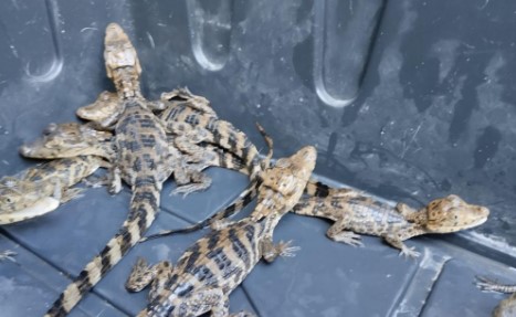 Rescataron a 12 cocodrilos que eran vendidos ilegalmente en Chiapas