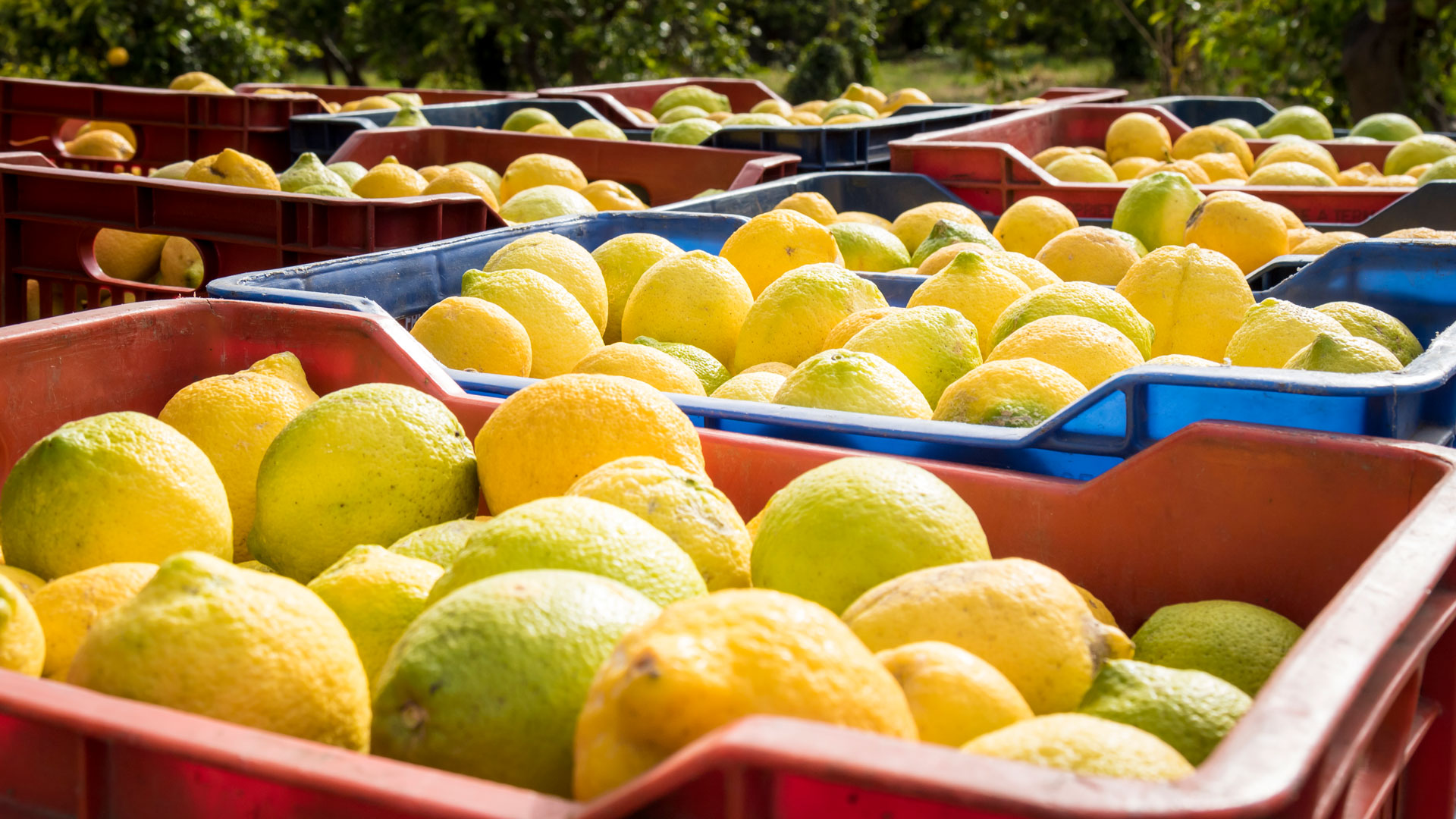 The citrus industry also demands a differential exchange rate due to the loss of competitiveness