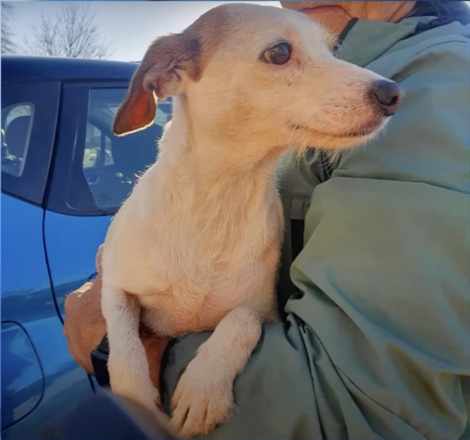 Millien es una cruz de jack russell-whippet y finalmente fue rescatada y reunida con su dueña.