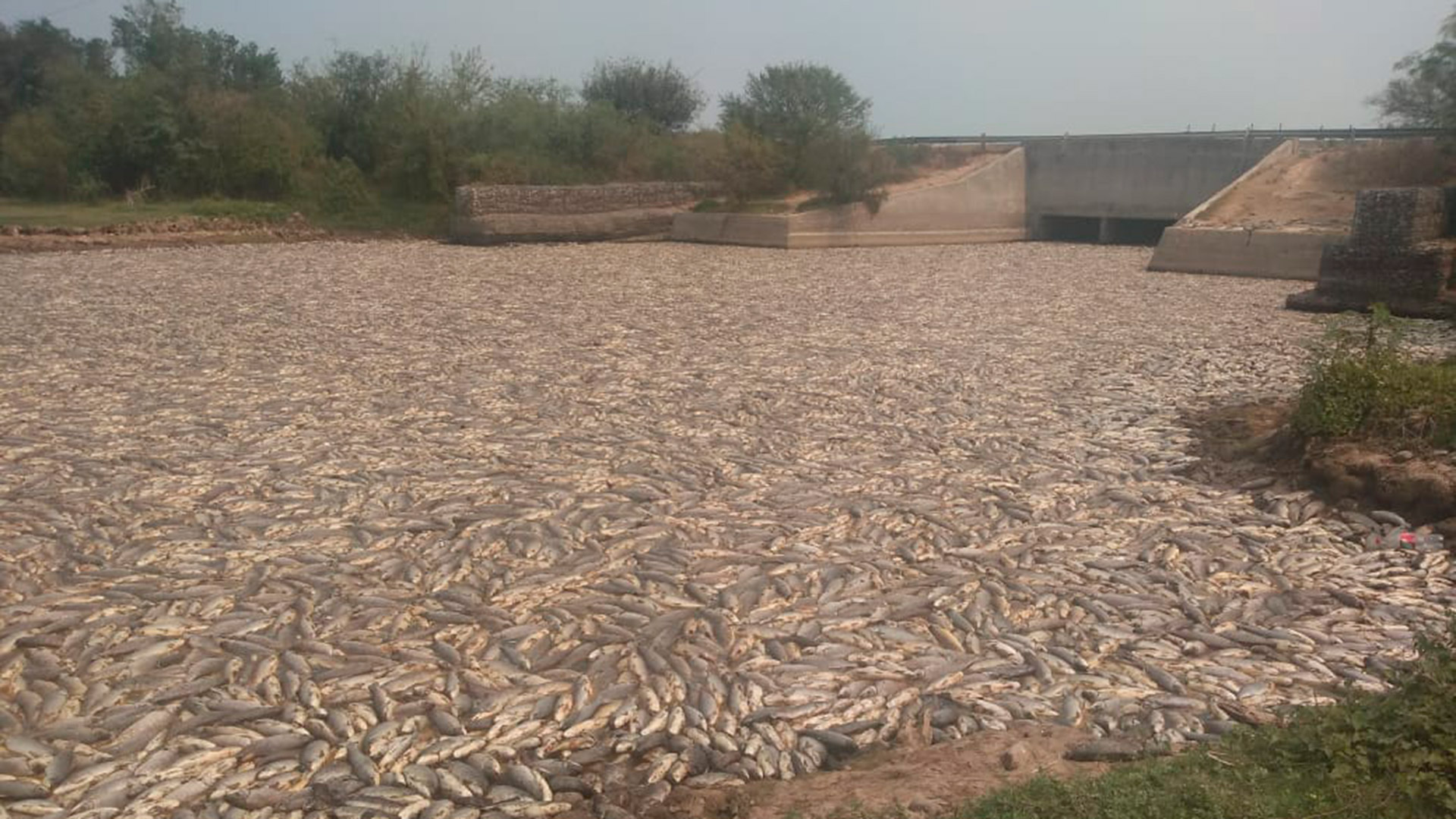 Meses atrás también aparecieron peces muertos en Formosa