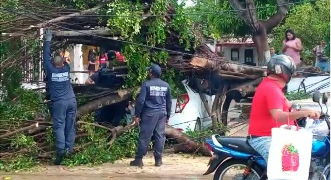 Un árbol cayó sobre un vehículo en Barranquilla. Foto tomada de Bluradio.com