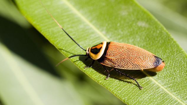 Cucaracha. (Foto: Captura Flickr)