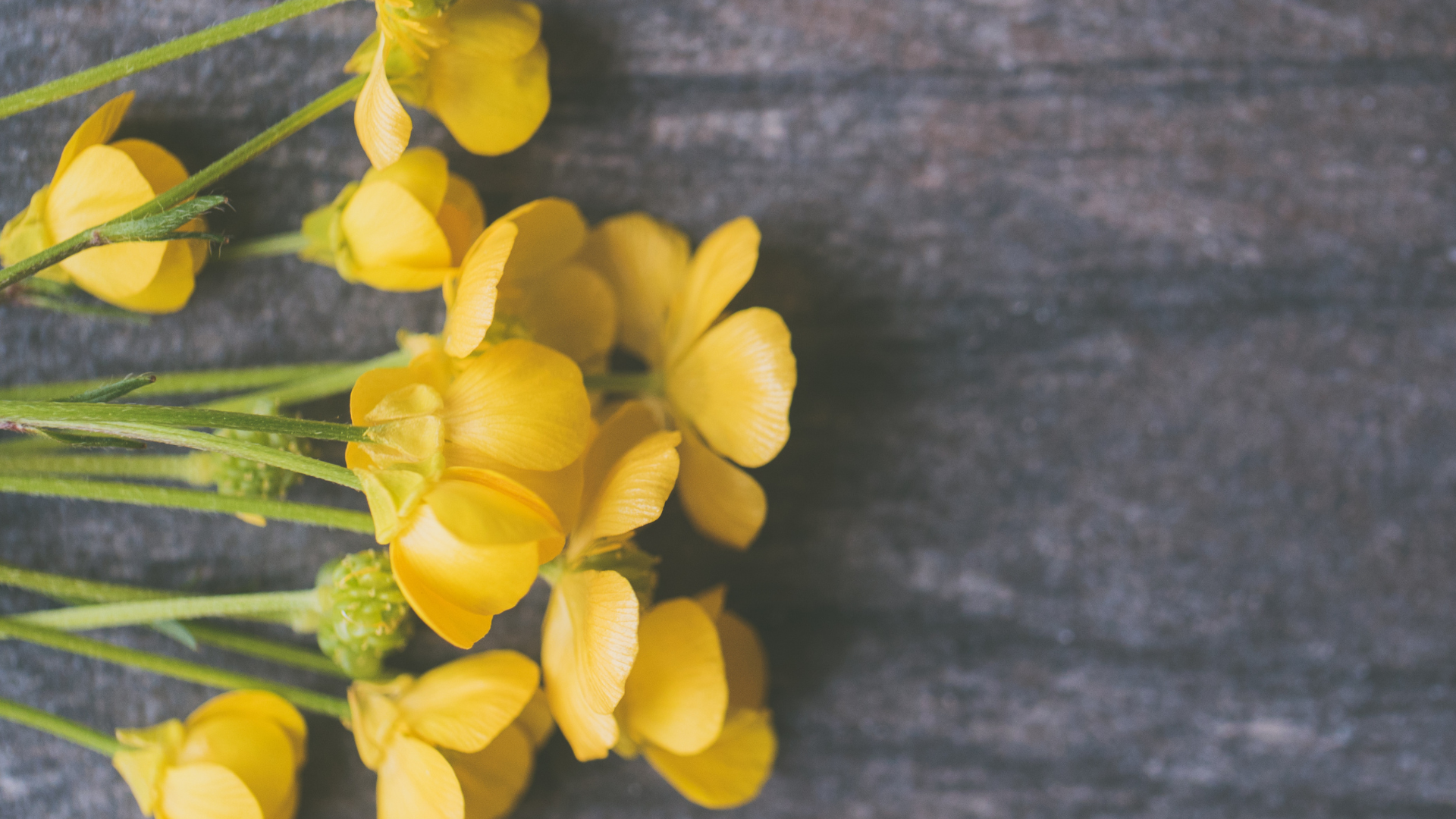 ¿Qué significa cuando se regala flores amarillas a un hombre?
