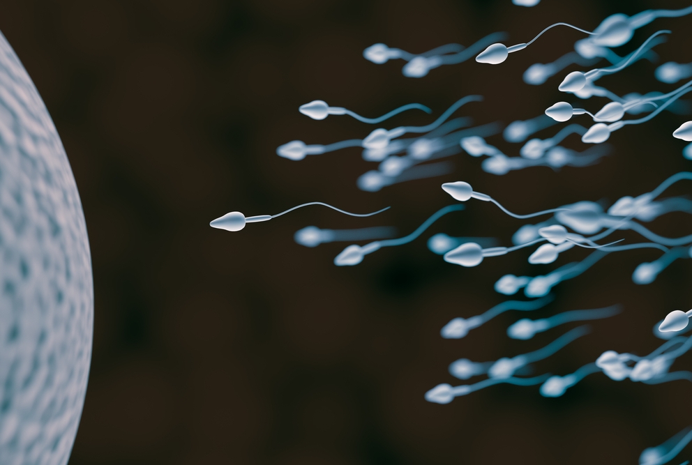 El nuevo fármaco hormonal en estudio puede impedir que los espermatozoides maduren y naden, impidiendo los embarazos en ratones a los 30 minutos de la inyección