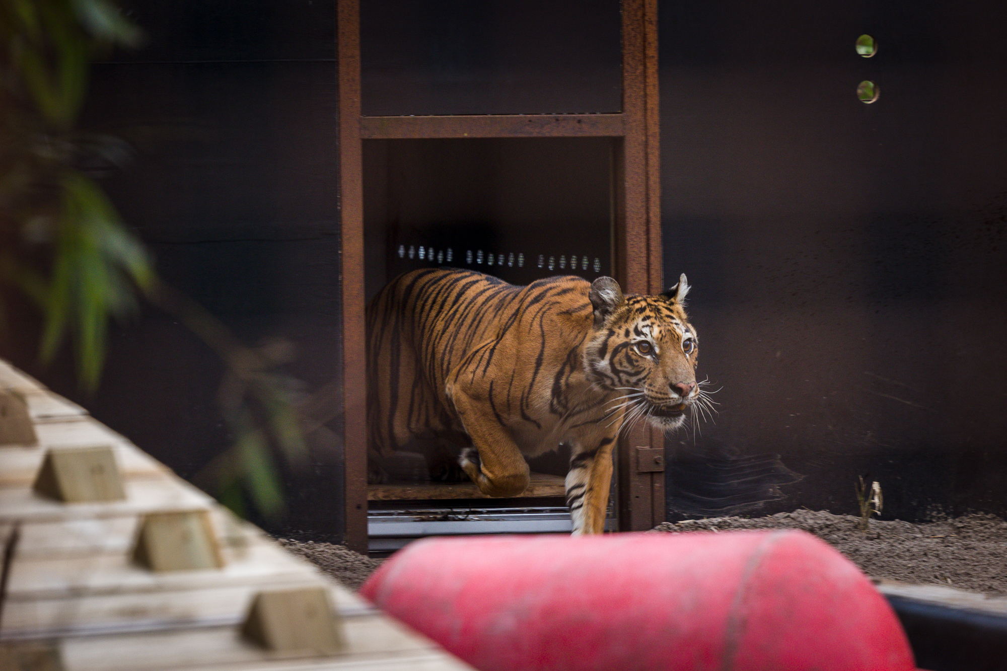 Muri&oacute; Flora, la tigresa que hab&iacute;a sido rescatada del ex zoo de Luj&aacute;n y trasladada a un santuario en Europa