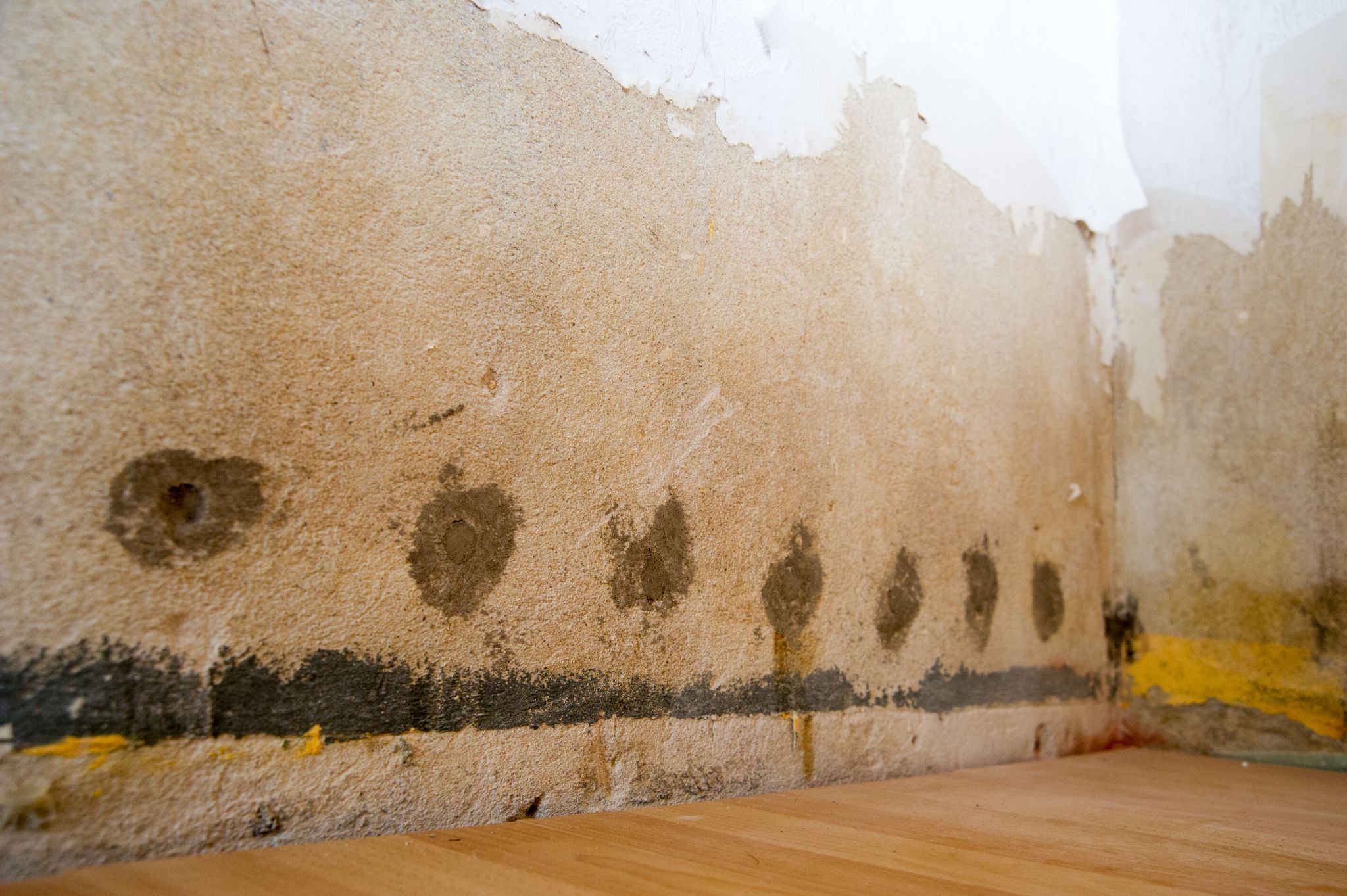 ▷ ¿Quieres quitar el moho de la pared con bicarbonato de sodio? ¡Sepa que empeorará el problema!