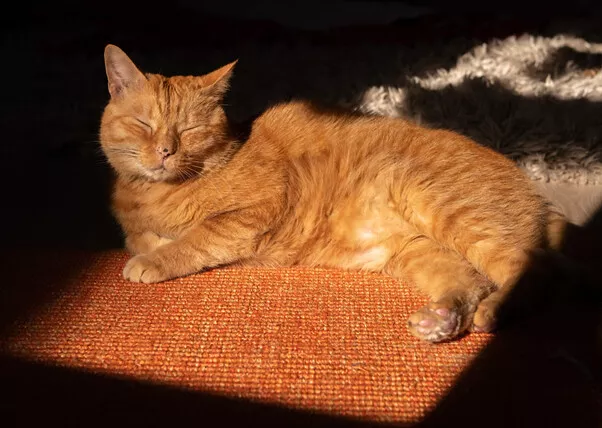 Murtaugh, el gato callejero que inspiró al de Stray. (foto: Blog de PlayStation)