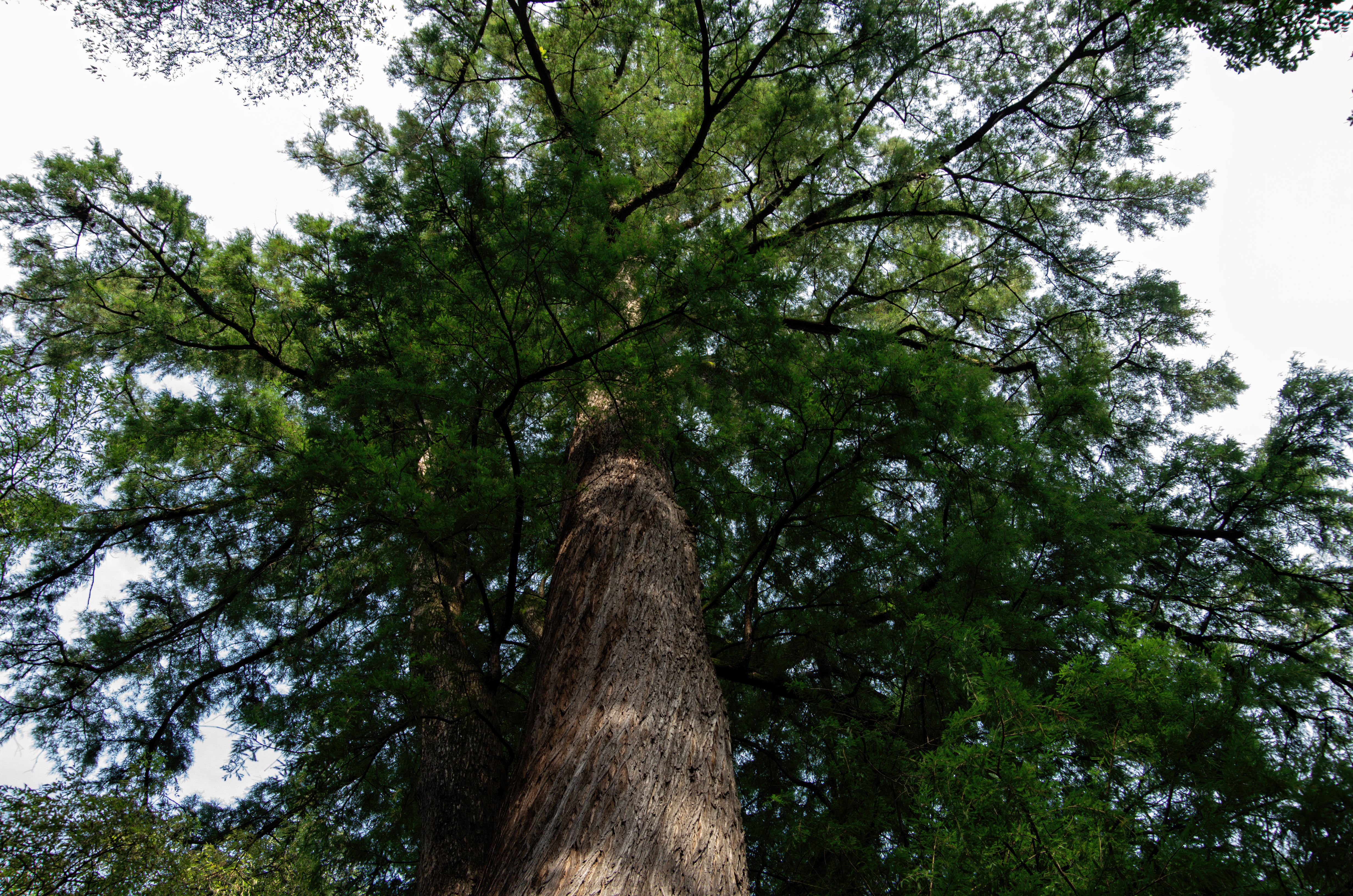 El estrés que sufren los árboles provoca que sean más propensos a contraer plagas y contaminaciones (Fotos: Getty Images)