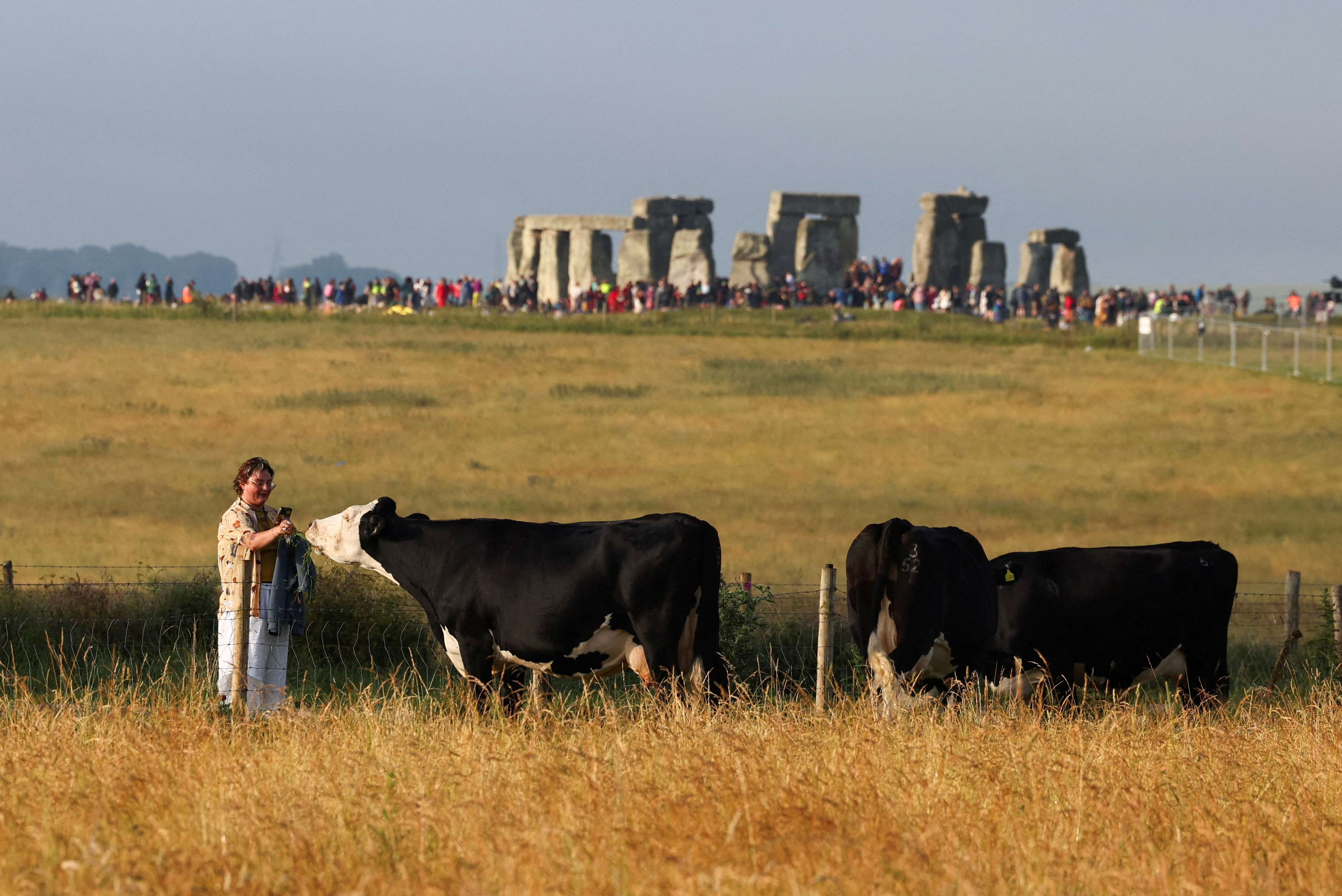 Uno de los fieles alimenta a un par de vacas cerca de Stonehenge.