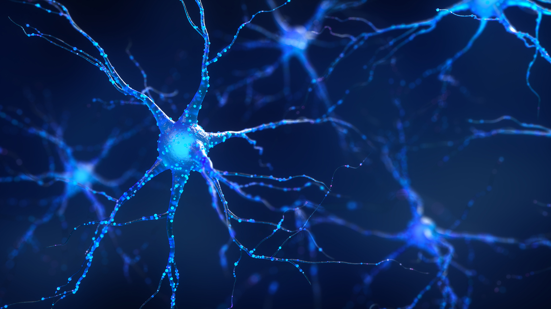 Las redes neuronales, bajo el microscopio (Getty Images)