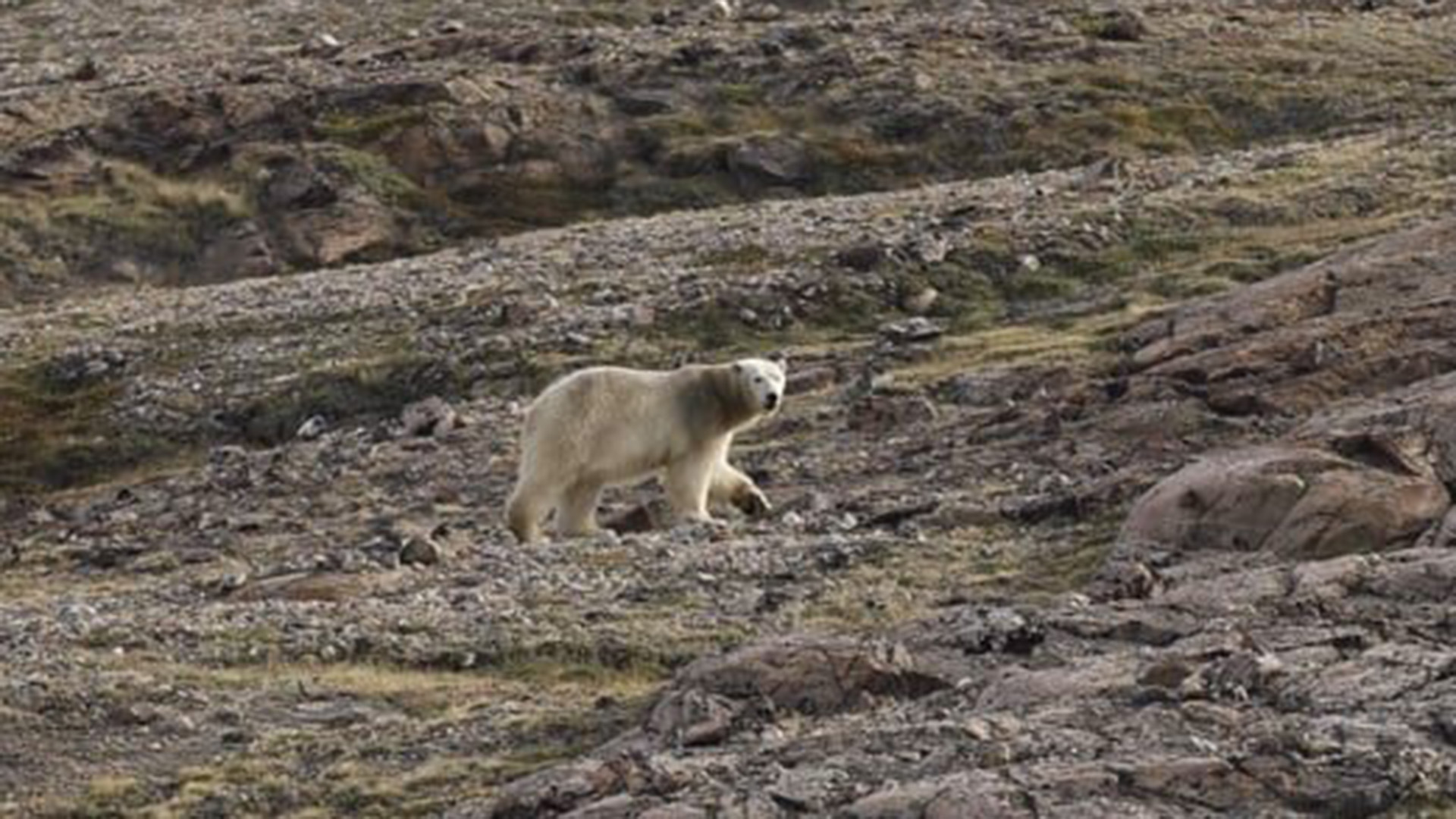 Los científicos también concluyeron que los osos polares sufrieron una dramática disminución de la población después de que se convirtieron en su propia especie  (Facebook: ARKTISK KOMMANDO - Joint Arctic Command)