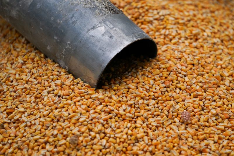 Imagen de archivo de maíz sobre el suelo de la Granja Hodgen en Roachdale, Indiana, Estados Unidos. 29 de octubre de 2019. REUTERS/Bryan Woolston/Archivo