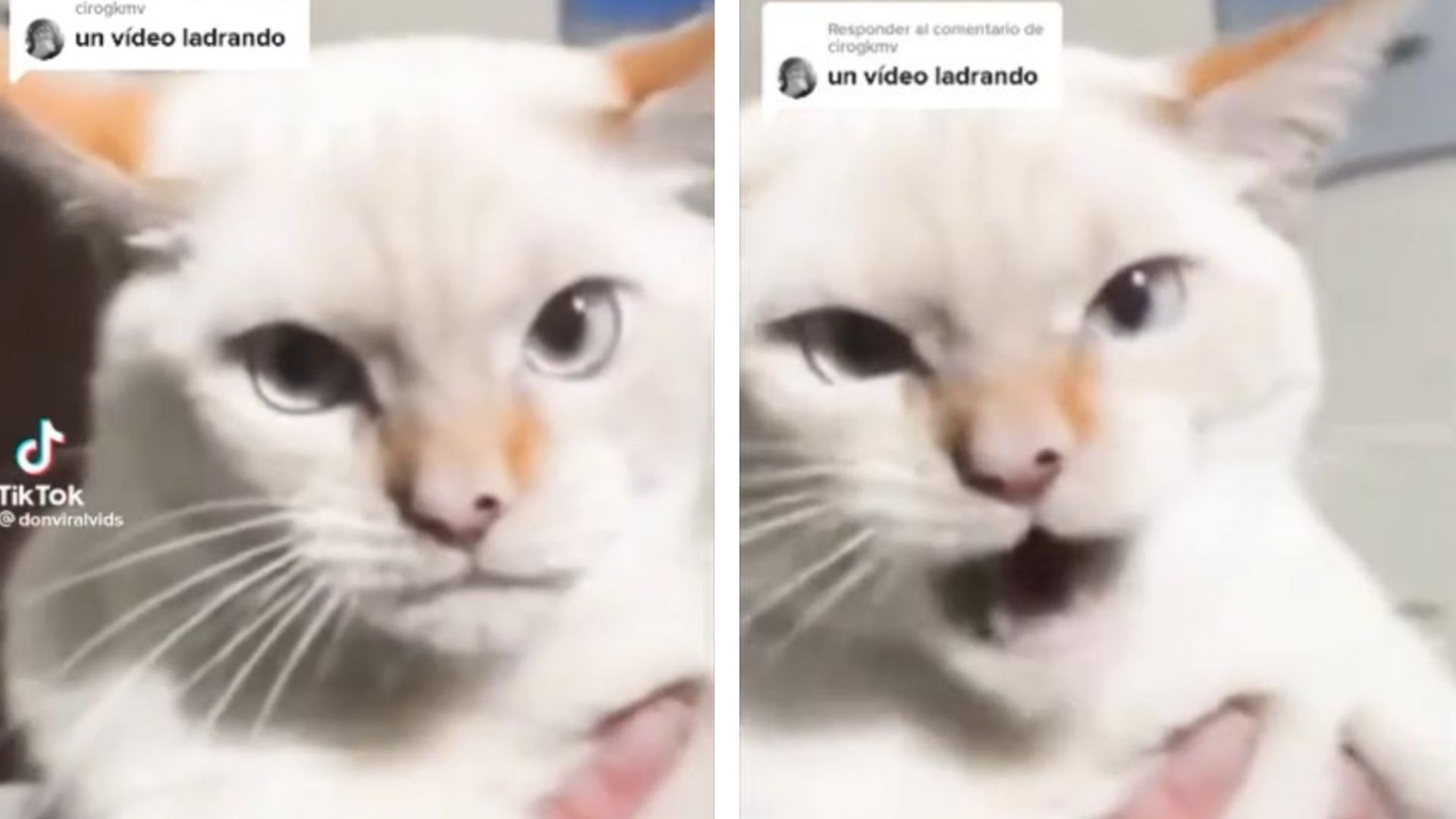 Video de gatito con personalidad de perro se vuelve viral en TikTok pero usuarios se percatan de algo extraño. Foto: Captura