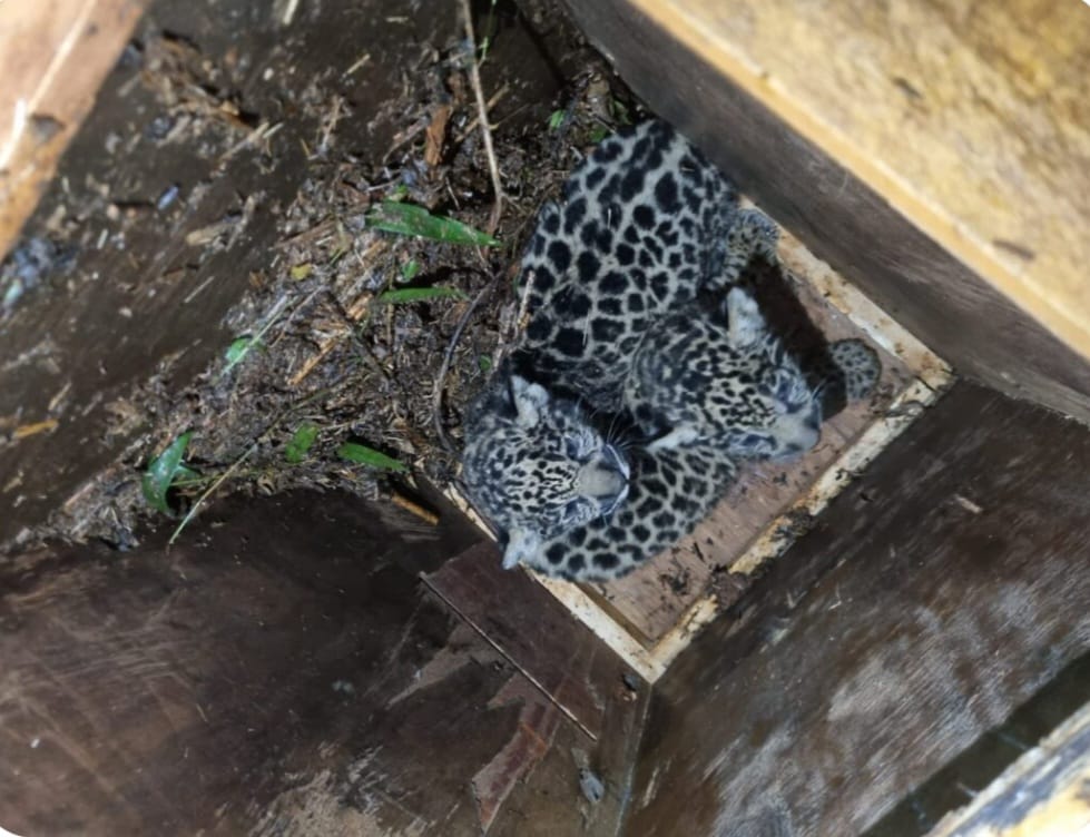 Desde Shaquille O’Neal hasta Tom Brady: quiénes serán las leyendas encargadas de sacar las bolillas en el sorteo del Mundial 