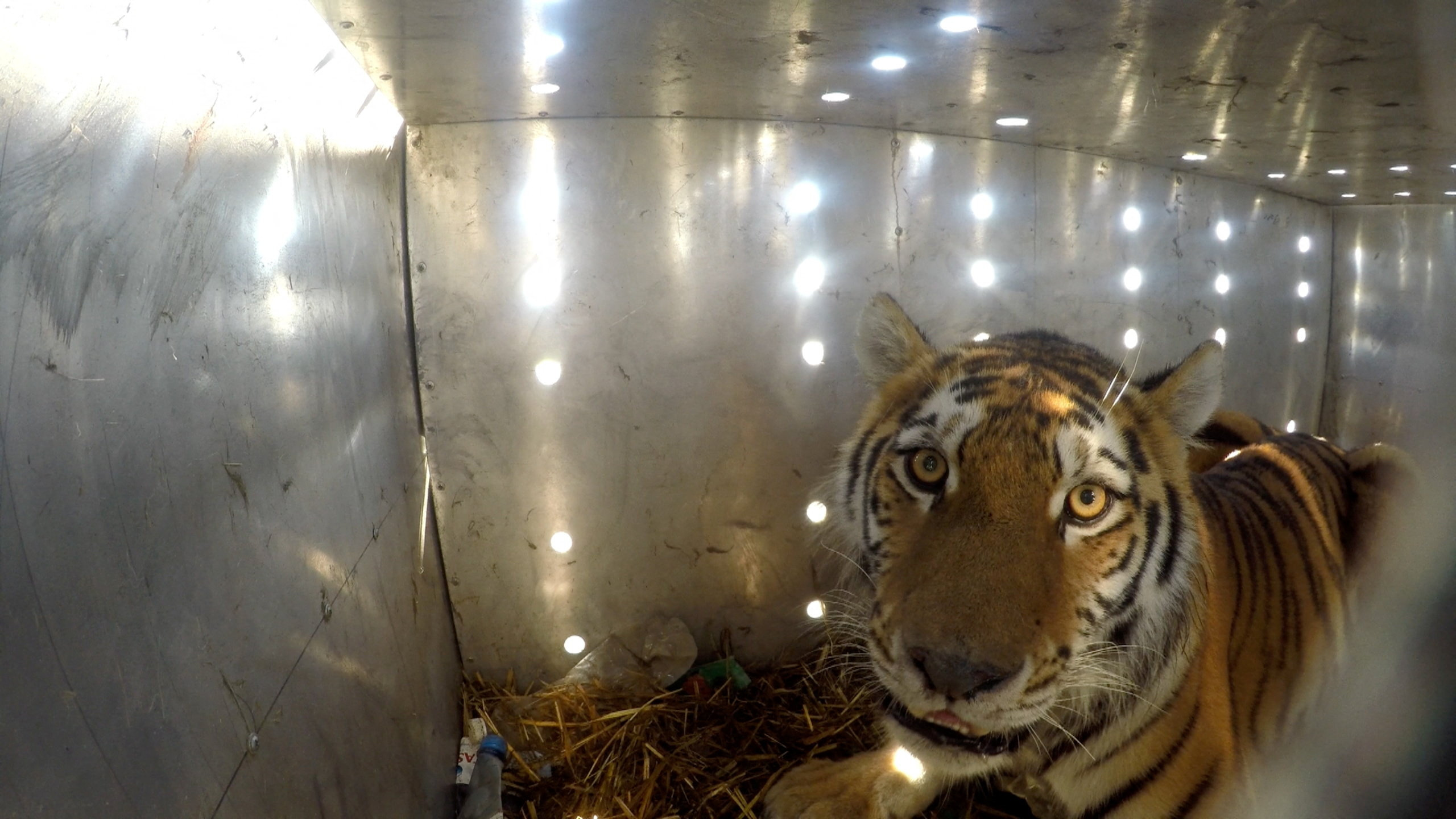 As&iacute; liberaron a Umit, la tigresa que tiene como misi&oacute;n restaurar una poblaci&oacute;n felina extinta en Asia