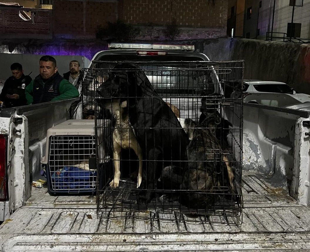 El gobierno de Coacalco, Edomex, rescató a 56 canes que sufrian maltrato animal Foto: UCBA Coacalco