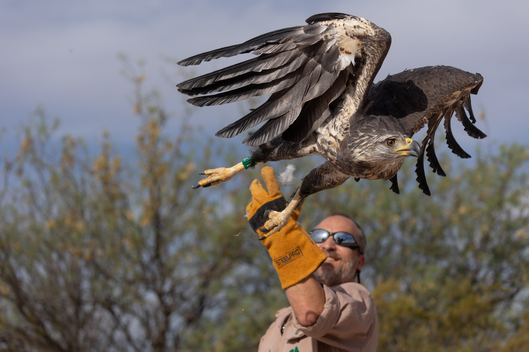 Rainbow Warrior volvió a volar: liberaron un águila coronada en Mendoza -  Infobae