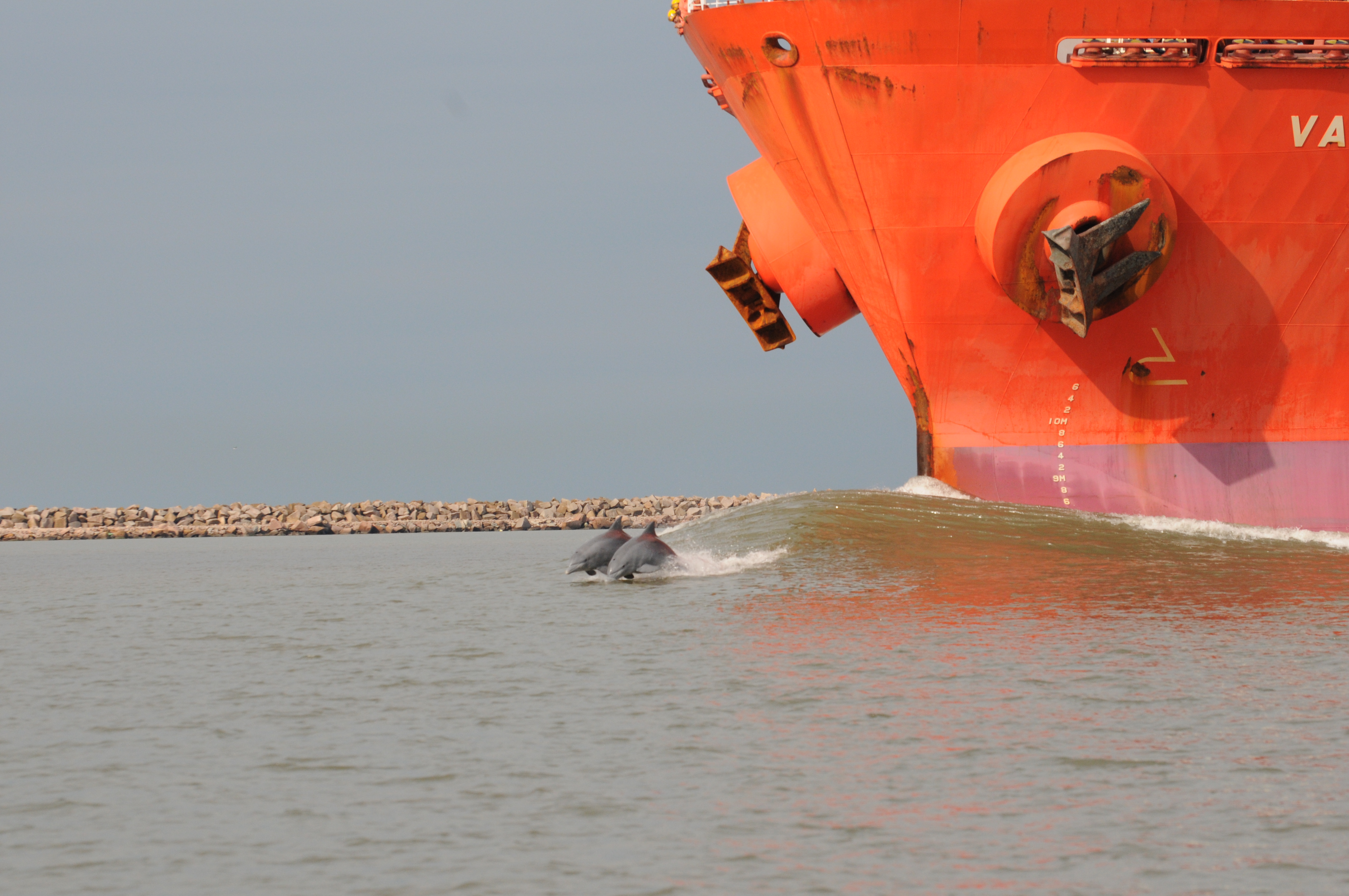 Delfines huyen de un buque. Proyecto Botos, Laguna de los Patos, archivo del proyecto