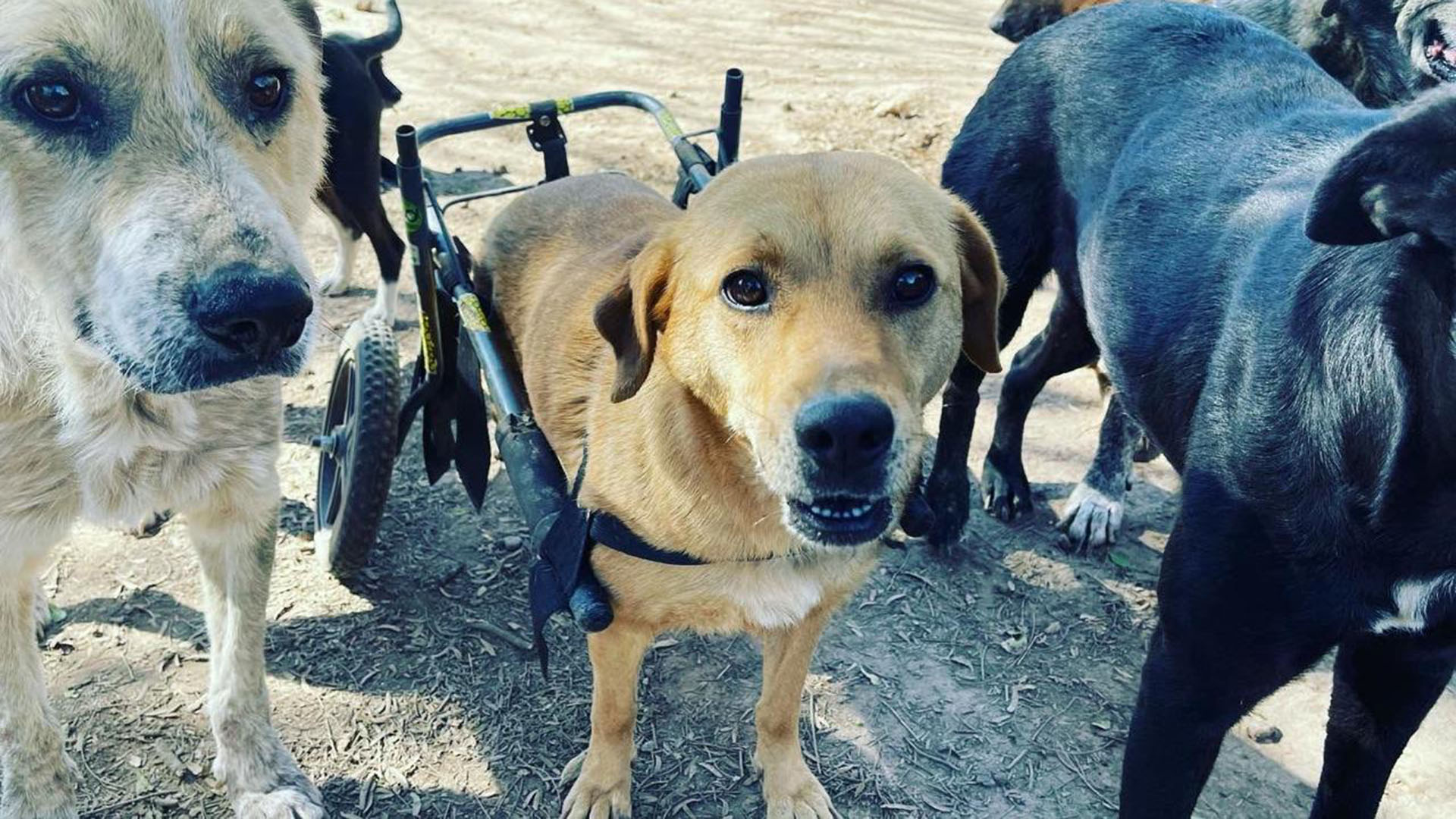En el Refugio El Montecito de los Canichones viven perros rescatados de la crueldad, muchos de ellos quedaron discapacitados