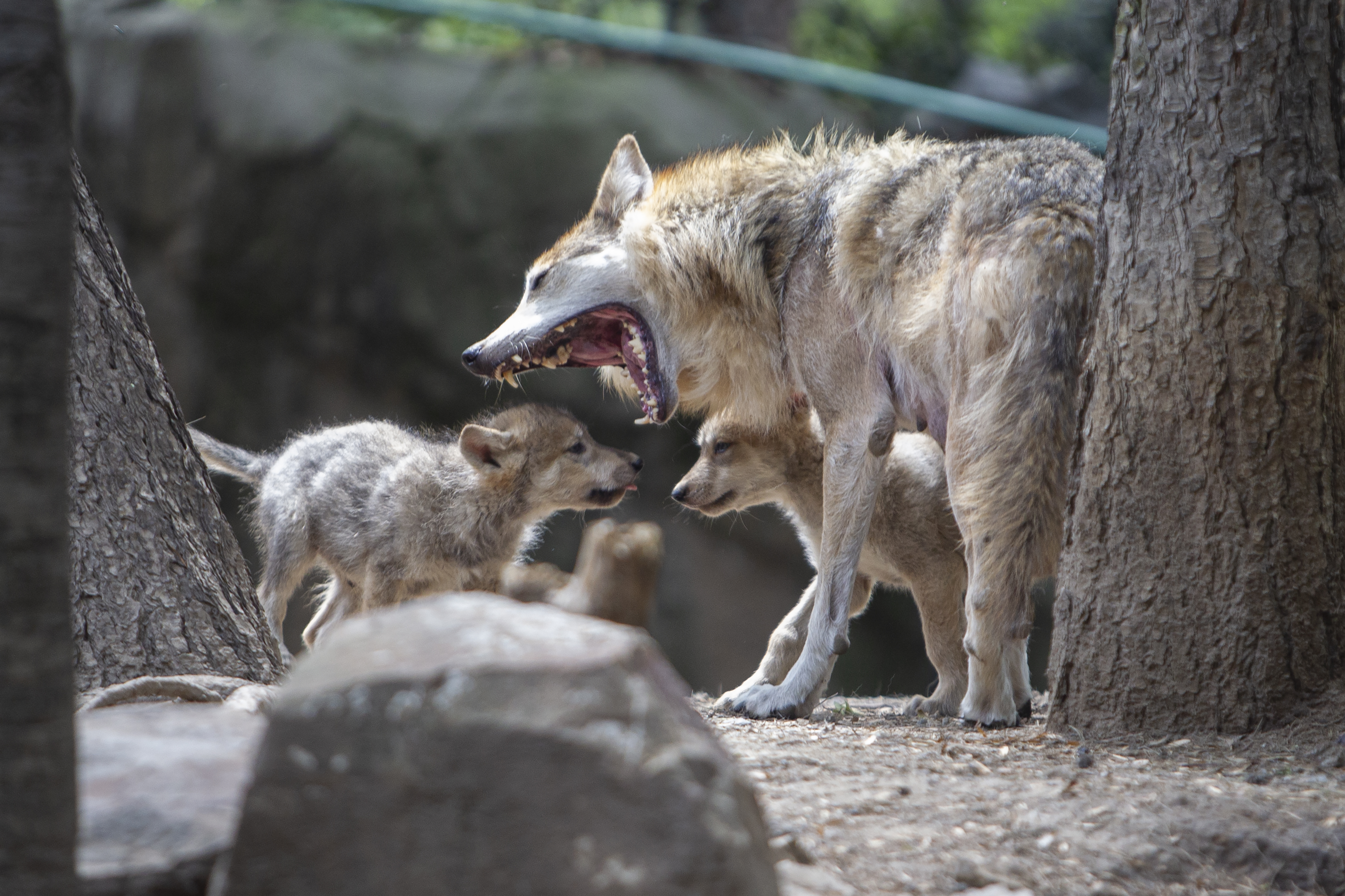Crías de lobo mexicano nacidas en el zoológico de Chapultepec junto a su madre mientras bosteza, Ciudad de México. Junio 11, 2021.Foto: Karina Hernández / Infobae