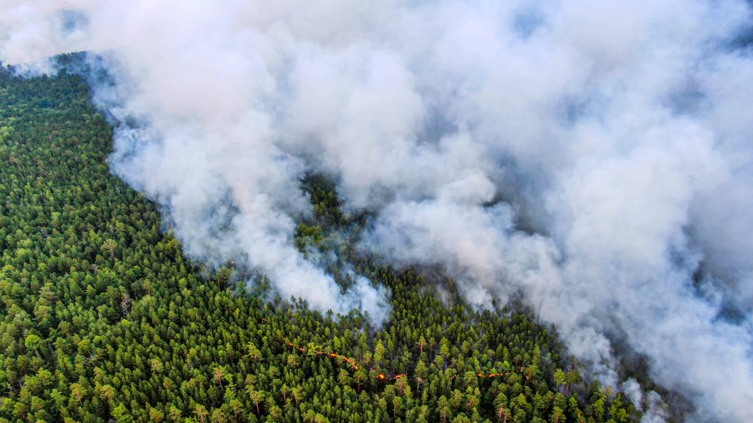 (Julia Petrenko/Greenpeace via REUTERS)