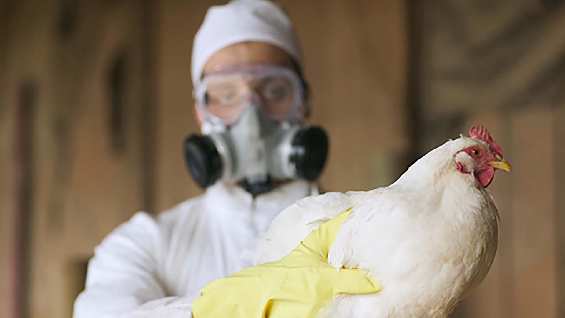 Chile confirmó el primer caso de gripe aviar en humanos