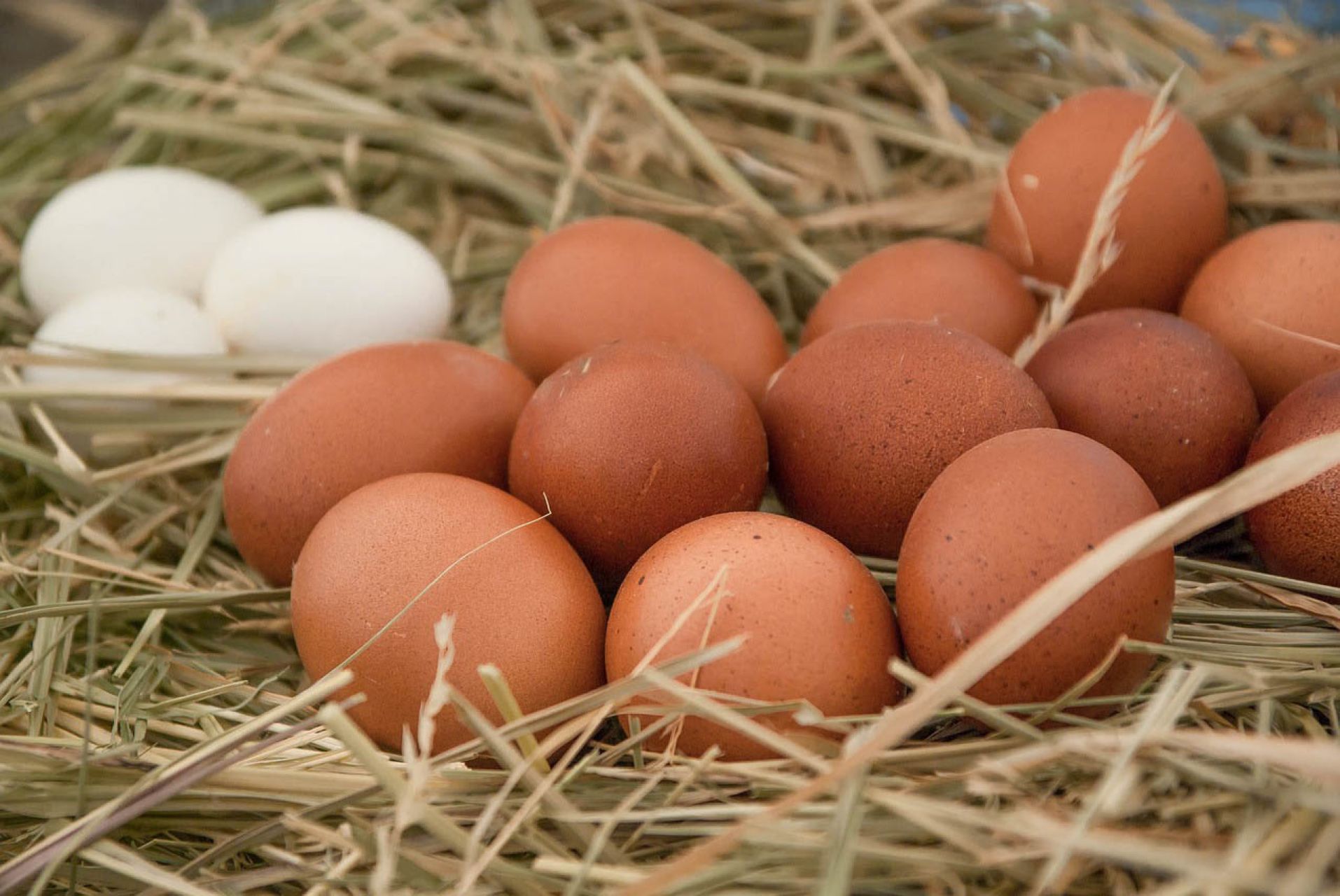 La producción de huevos en Uruguay bajará entre un 10% y un 12% debido a la pérdida de 400.000 gallinas, equivalente a 1,5 millones de dólares

FOTO: UNAM /CUARTOSCURO.COM