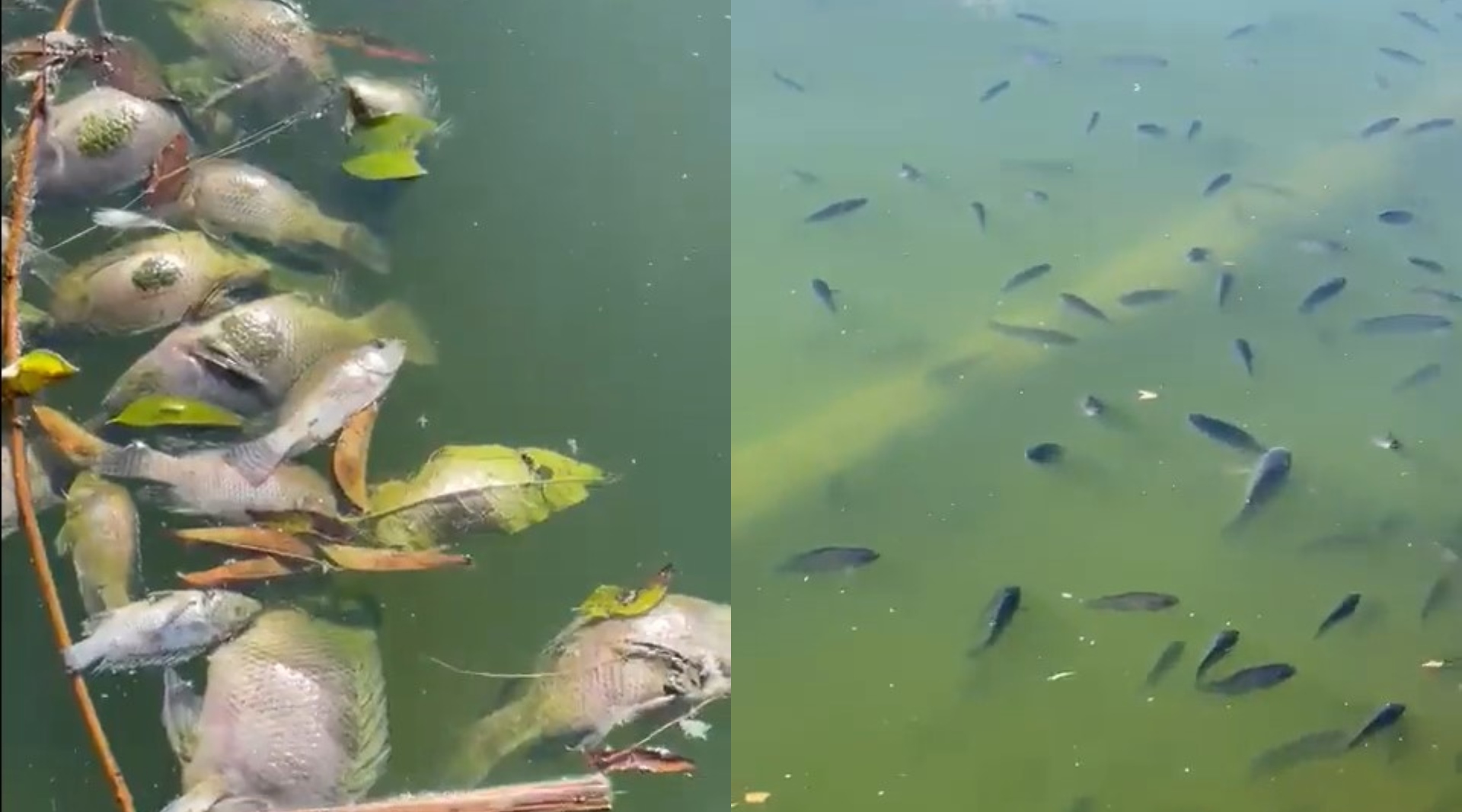 Mediante redes sociales, una persona denunció la muerte de decenas de peces en el lago del bosque. (Twitter/@pinkstarmx)