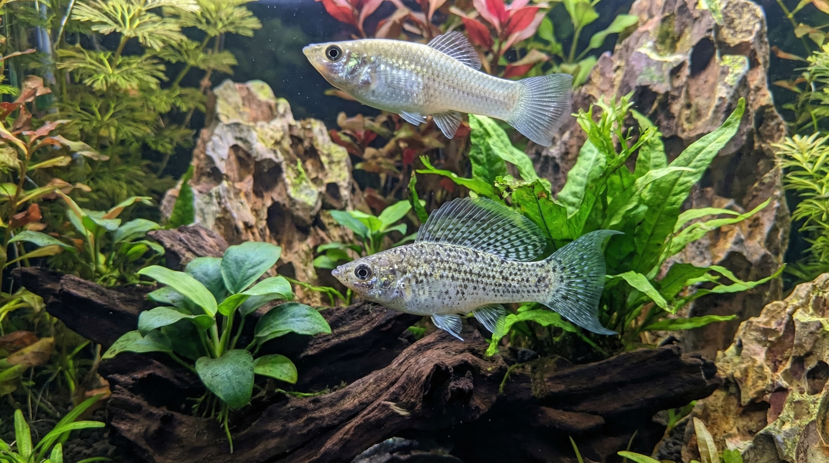 Llueve en algunas zonas del AMBA y hay alerta amarilla por tormentas en cuatro provincias