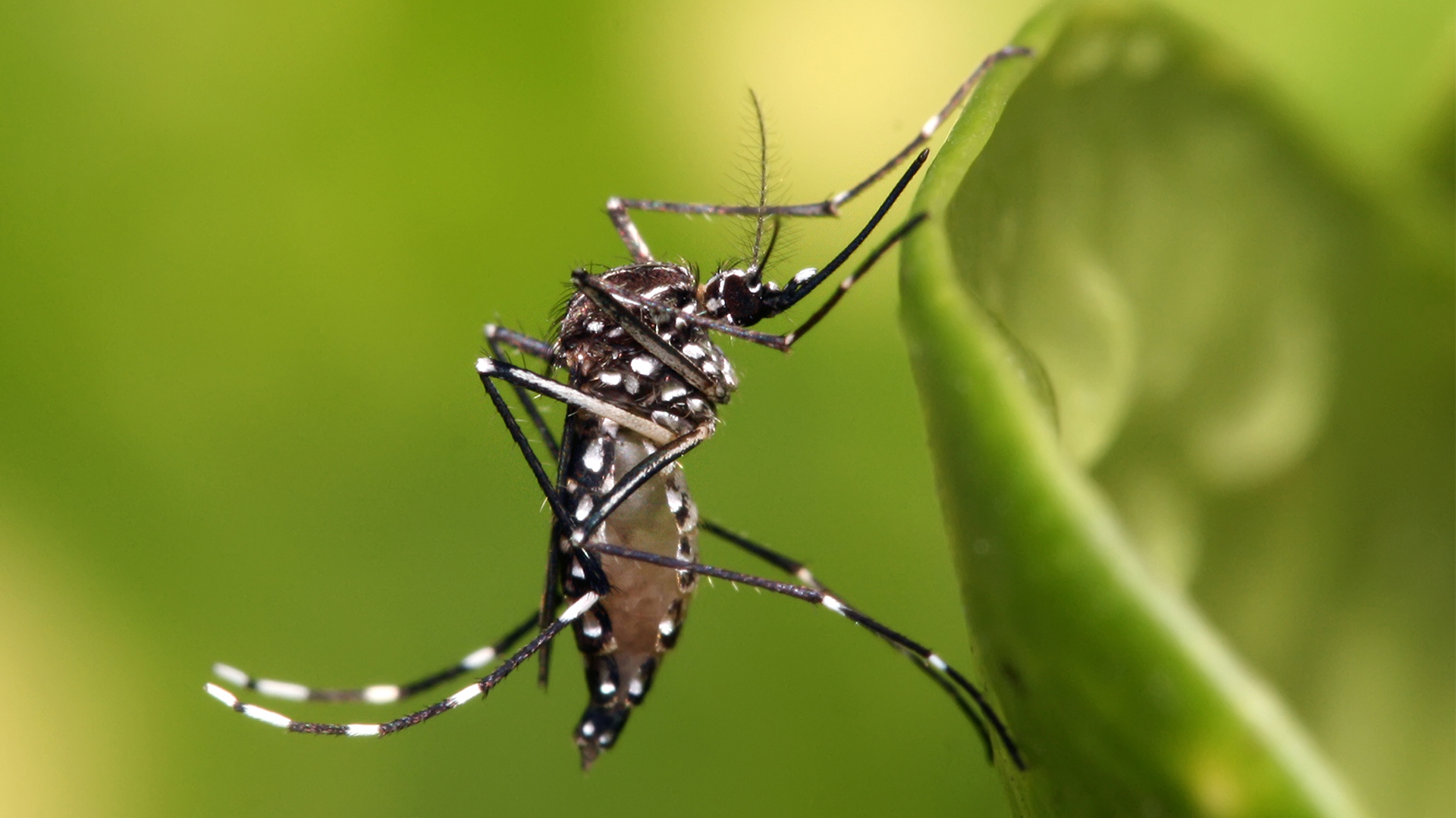 El mosquito hembra del género Aedes aegypti es el principal vector del virus del dengue