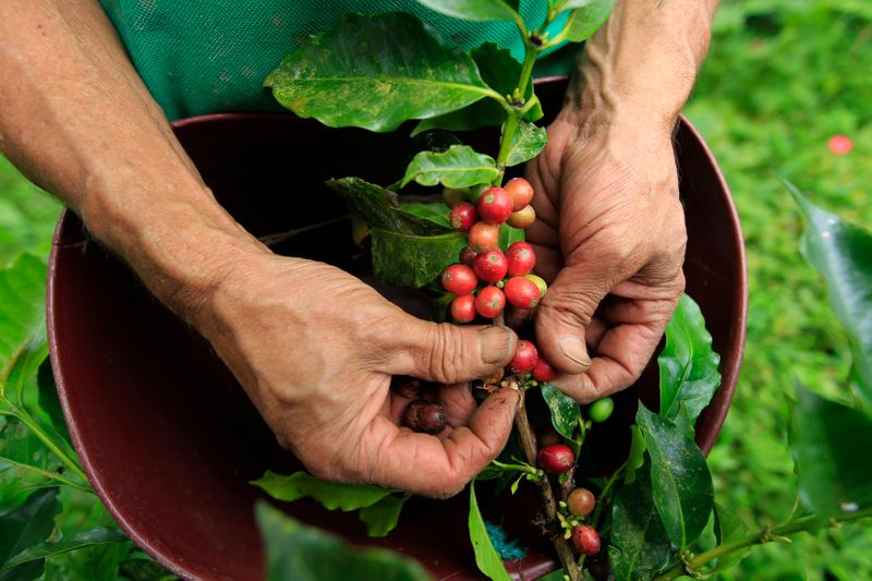 Foto de archivo. Un agricultor recolecta café cerca al municipio de Sasaima, en el departamento de Cundinamarca, Colombia, 14 de mayo, 2012. REUTERS/José Miguel Gómez