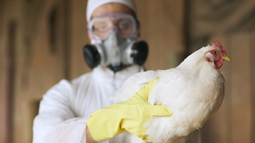 Personal de Senasa confirmó el positivo por gripe aviar en Jujuy, al tiempo que resaltaron que mantienen un monitoreo constante sobre las aves para consumo humano