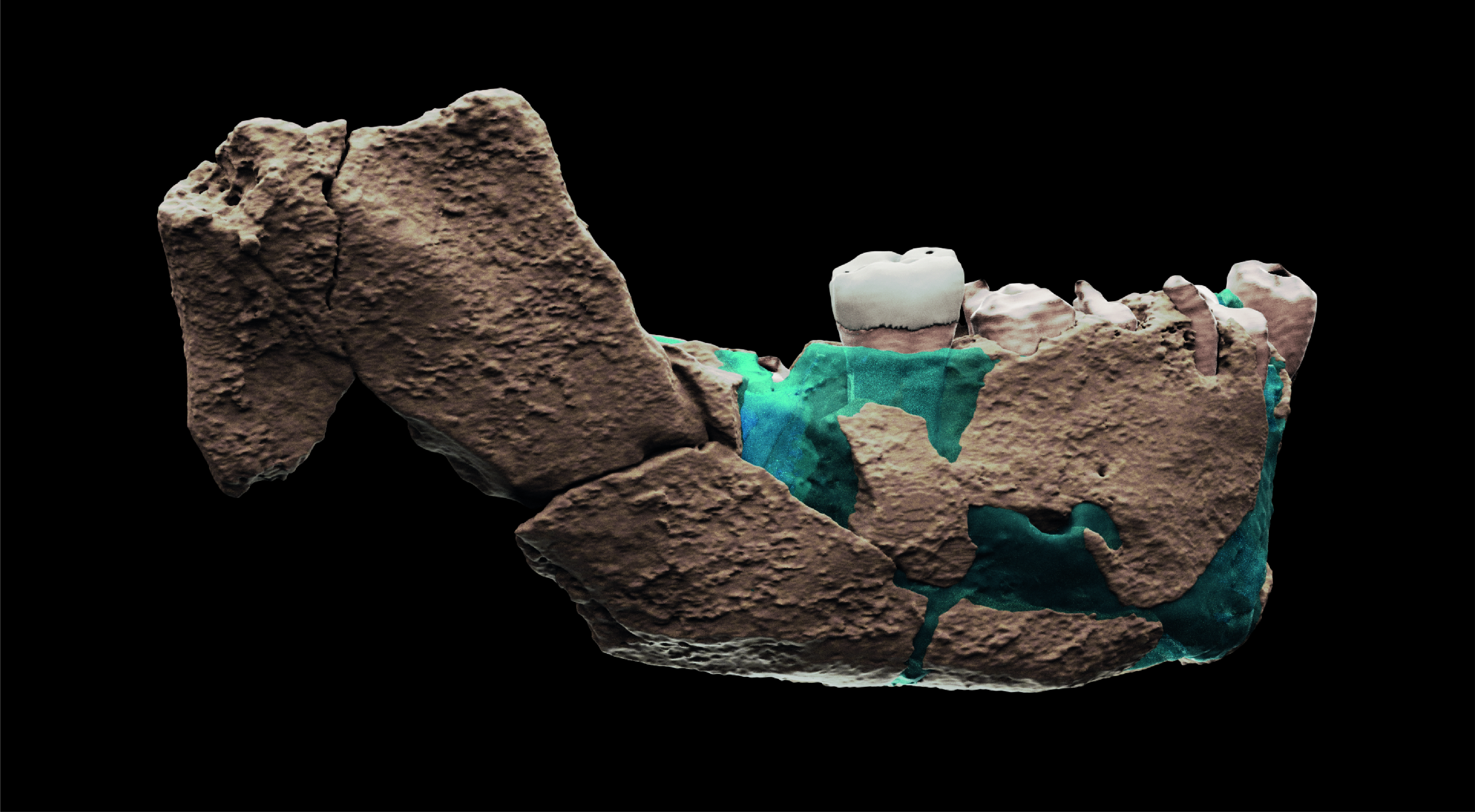 Los científicos hicieron una reconstrucción virtual de la mandíbula del grupo de Homo de Nesher Ramla/Ariel Pokhojaev, Facultad de Medicina Sackler de la Universidad de Tel Aviv
