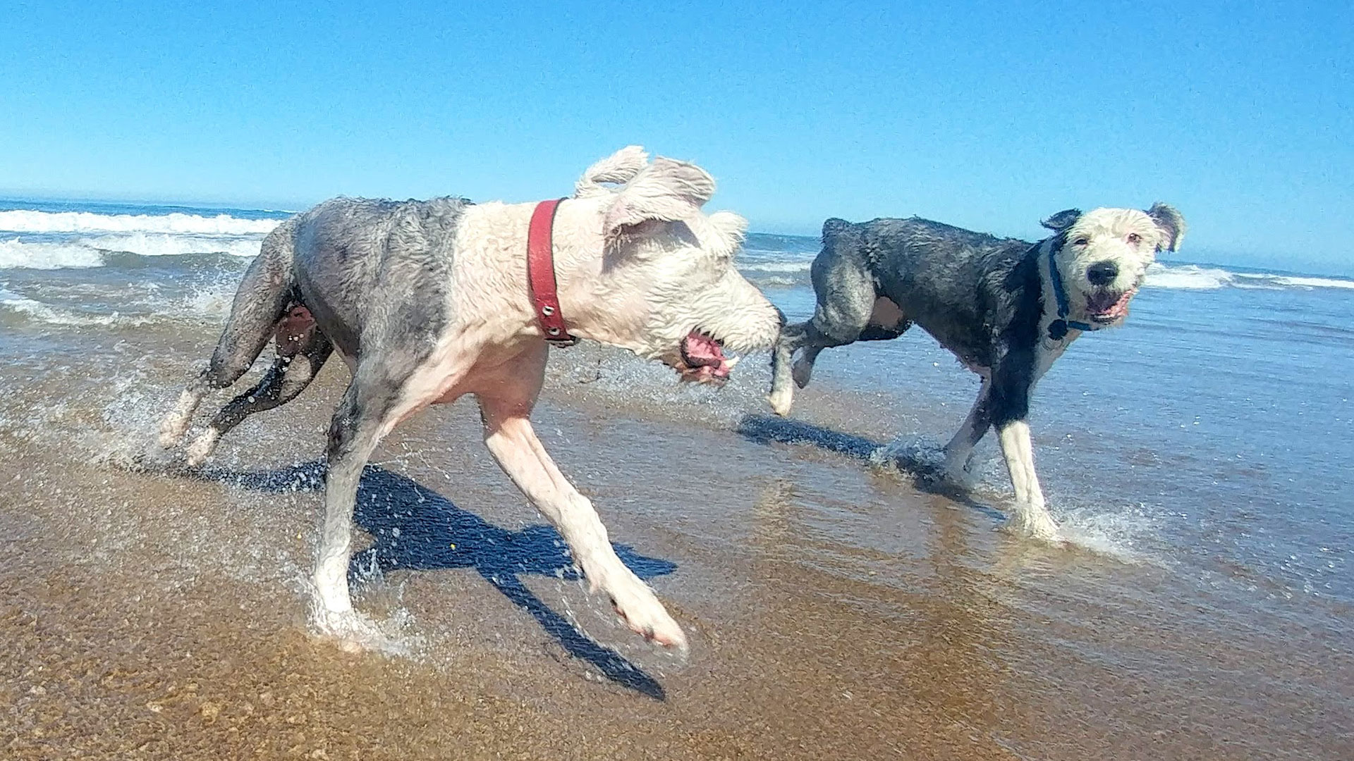 Perros, mar y playa: un combo con cada vez más ofertas en la costa argentina